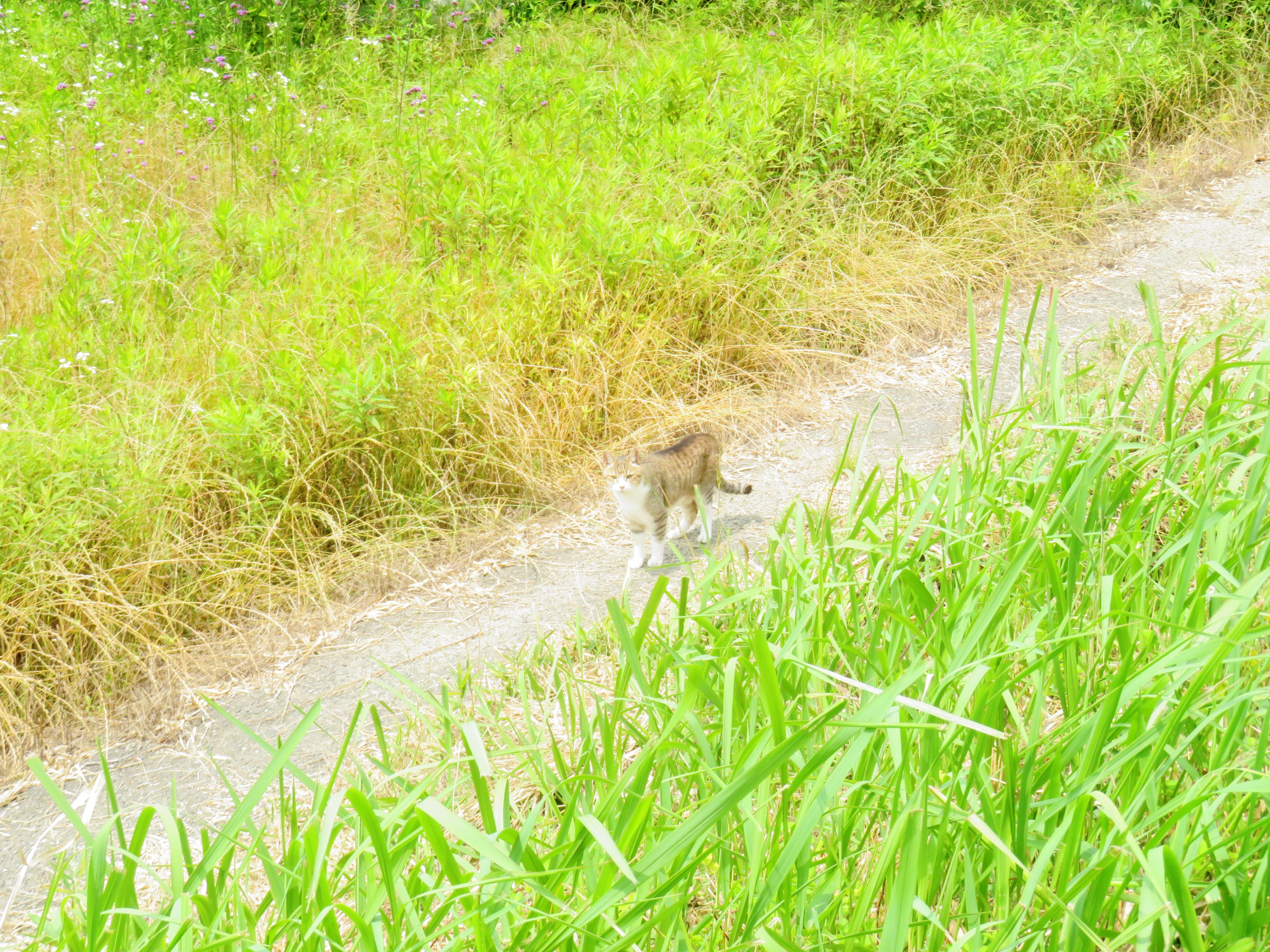 ねこ、風太 巡回