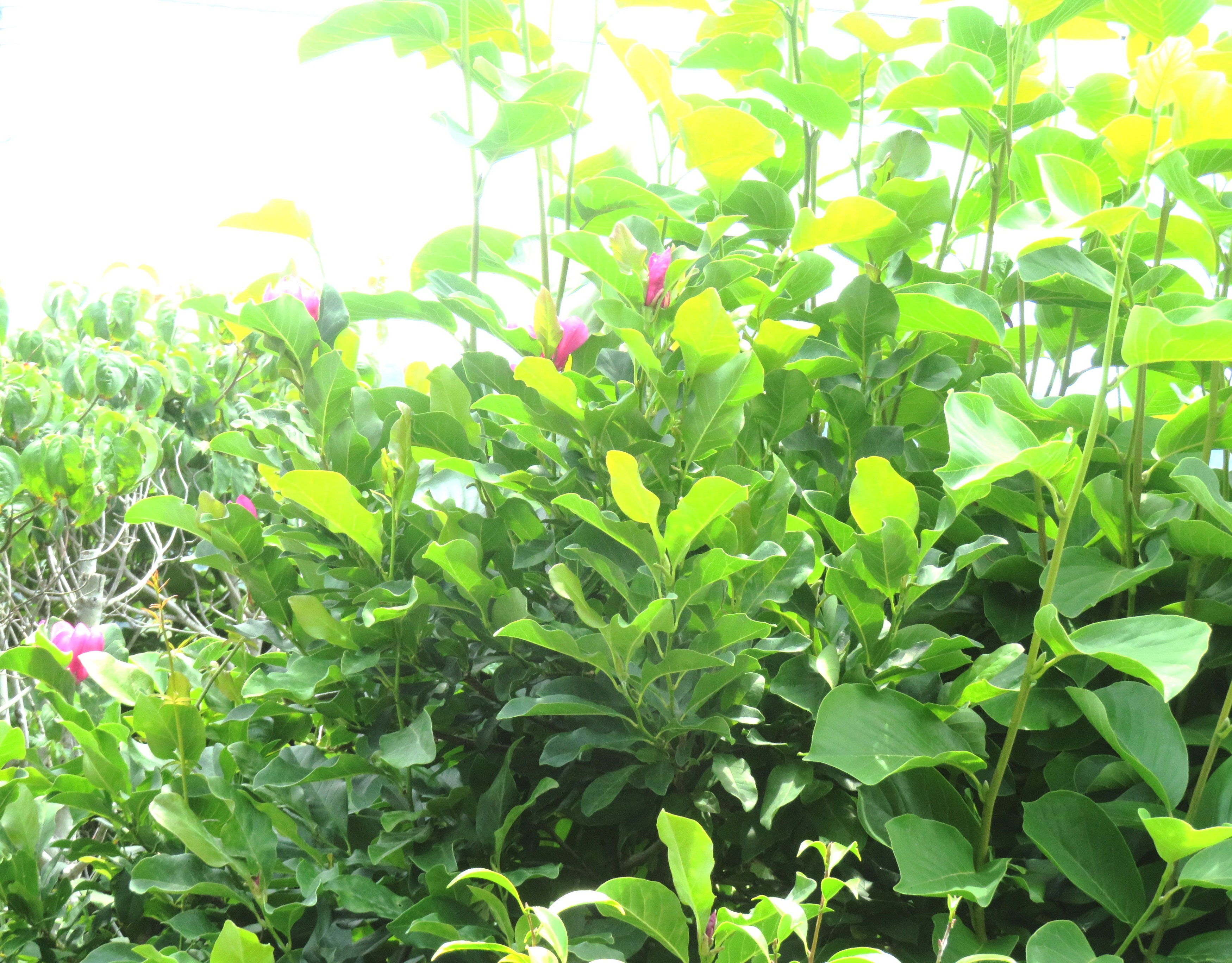夏咲き木蓮