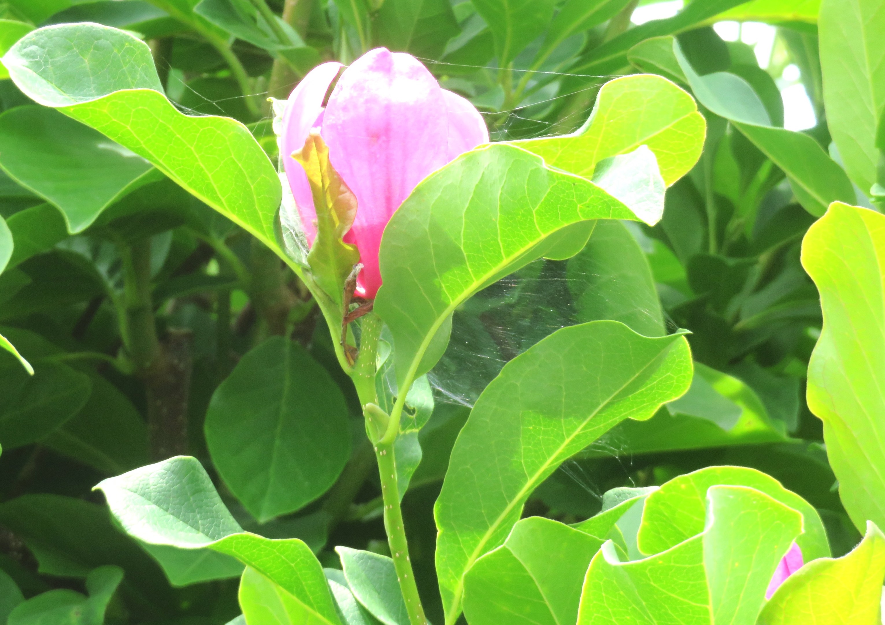 夏咲き木蓮