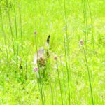 ねこ、風太　巡回