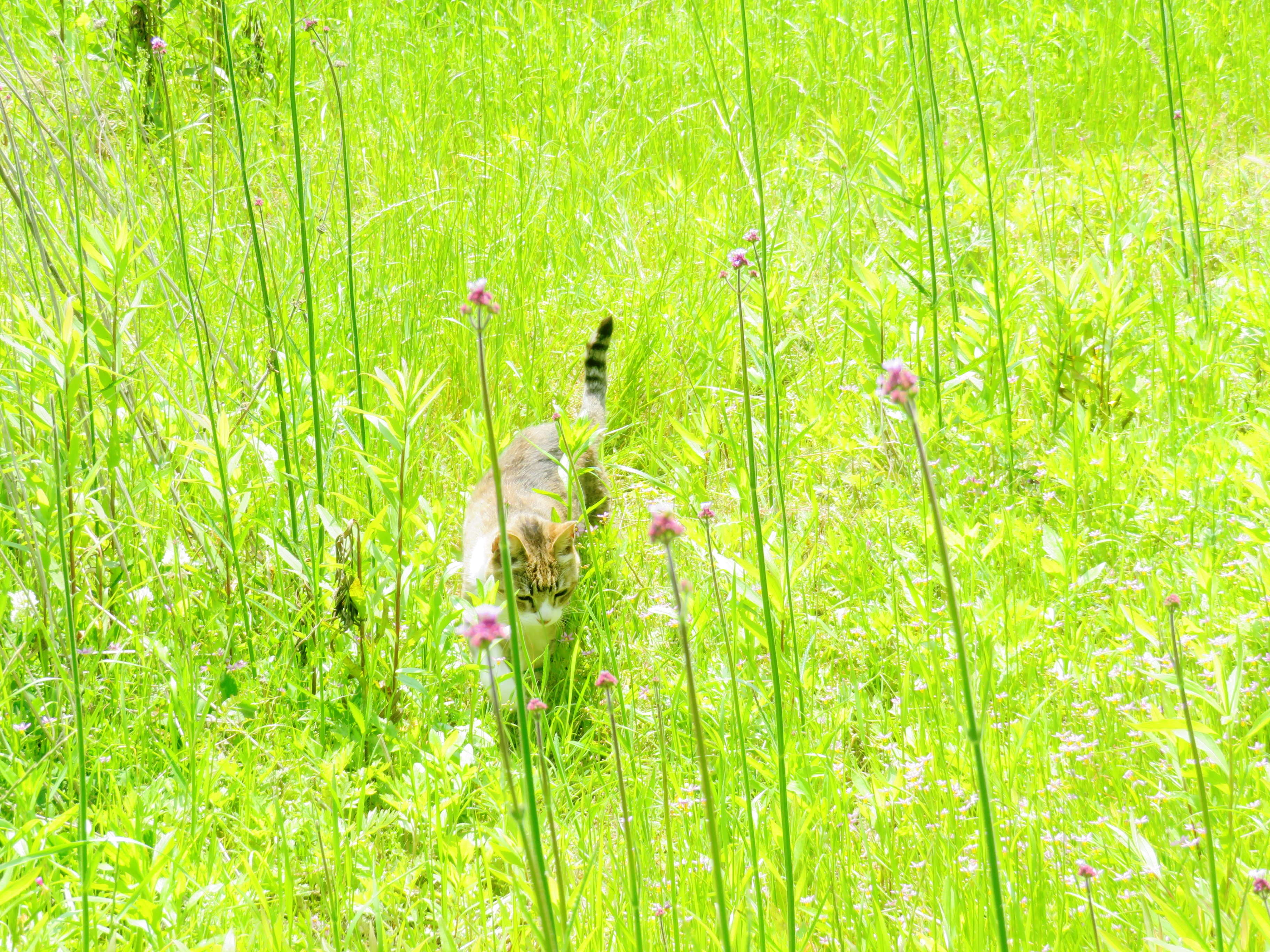 ねこ、風太 巡回