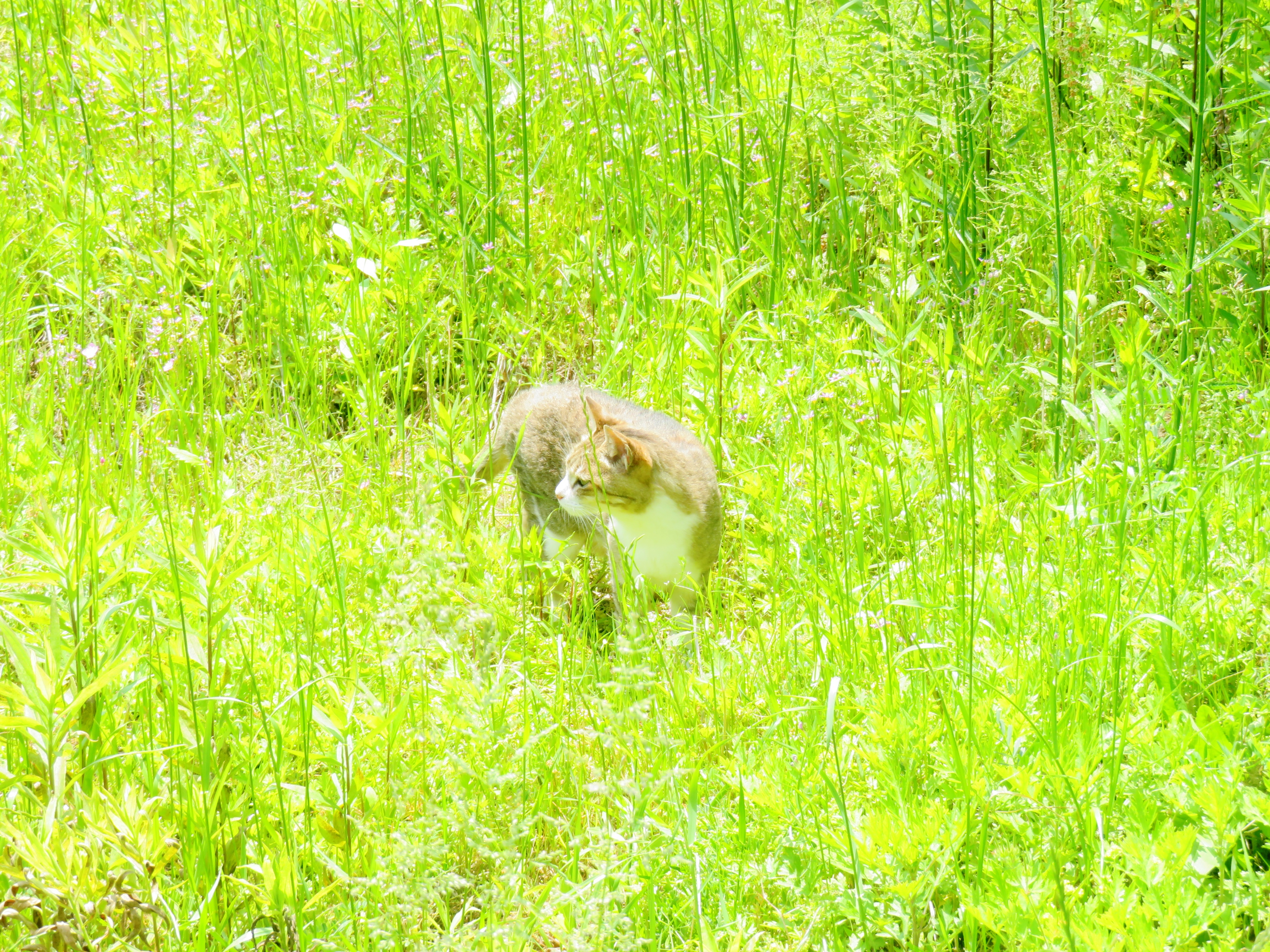 ねこ、風太 巡回