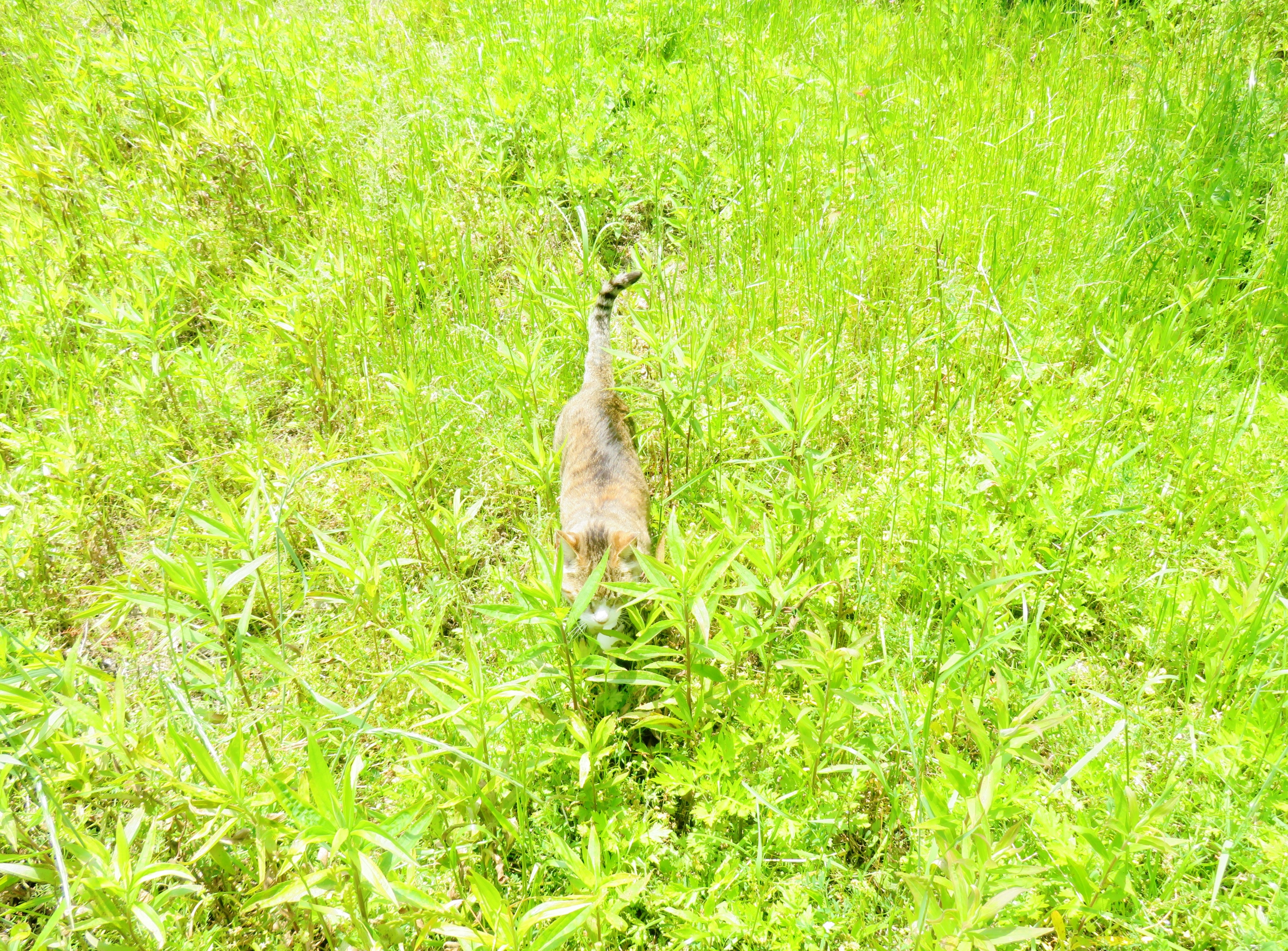 ねこ、風太 巡回