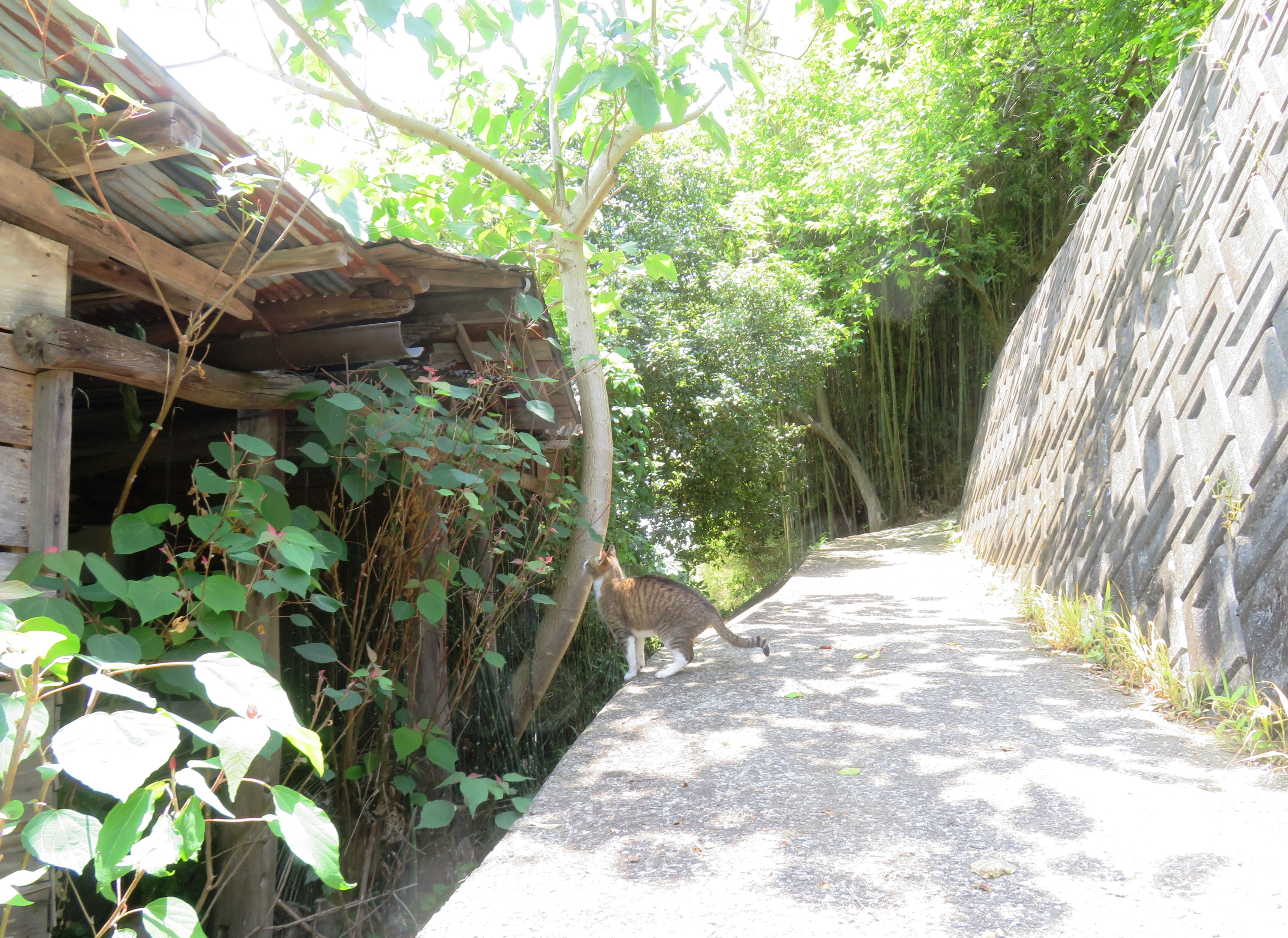ねこ、風太 巡回