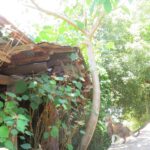 ねこ、風太　巡回