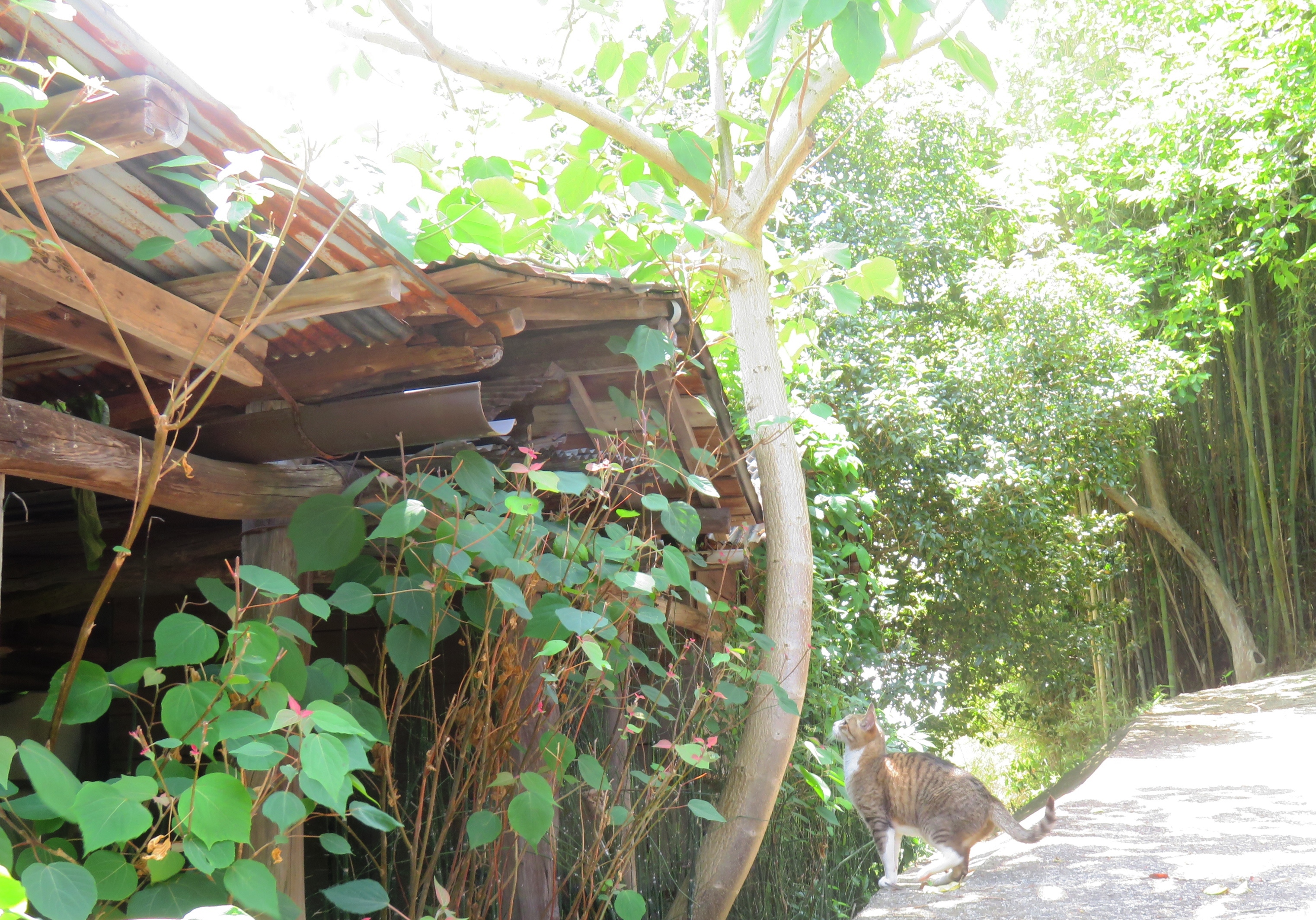 ねこ、風太 巡回