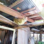 ねこ、風太　巡回