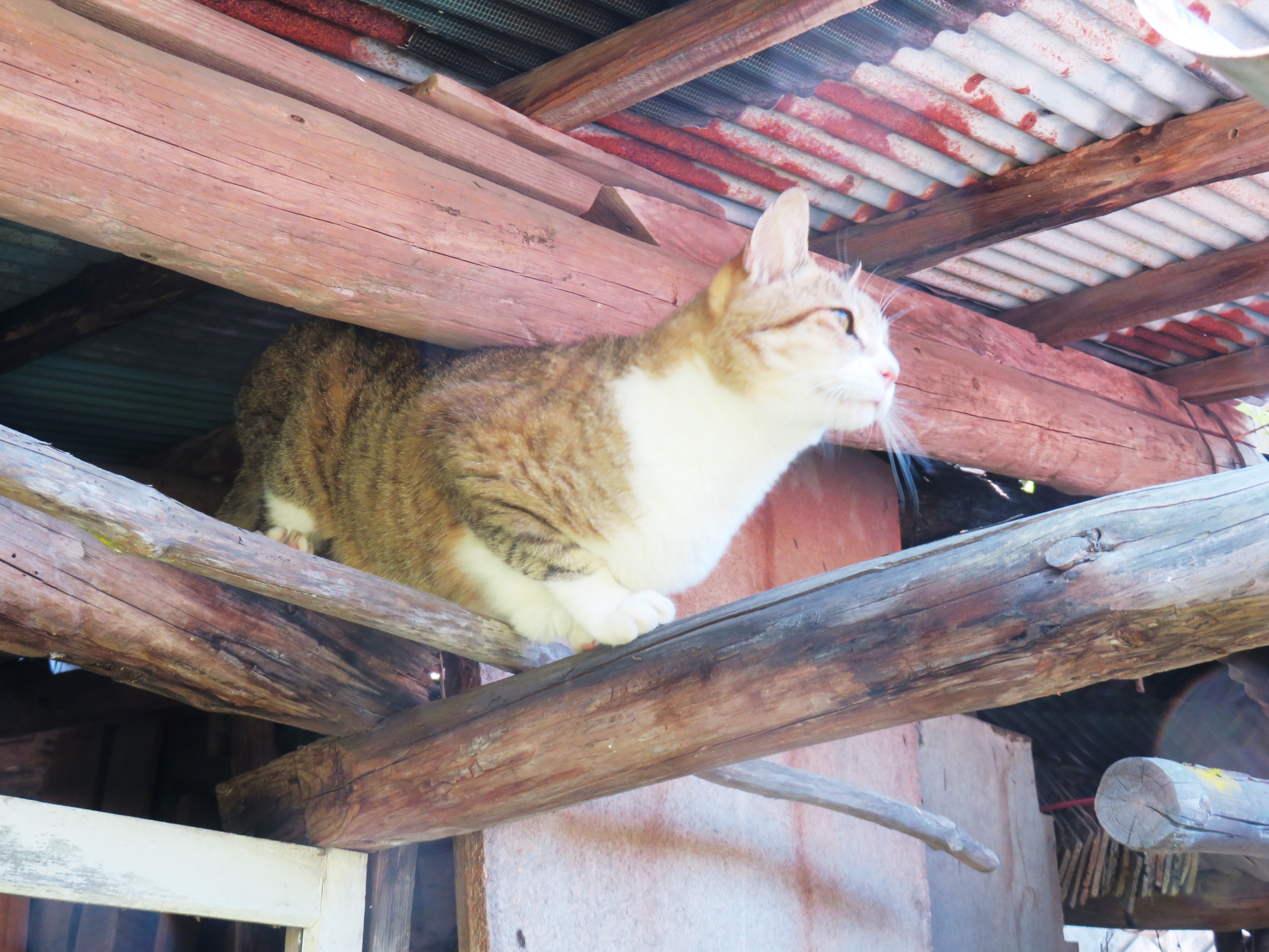 ねこ、風太 巡回