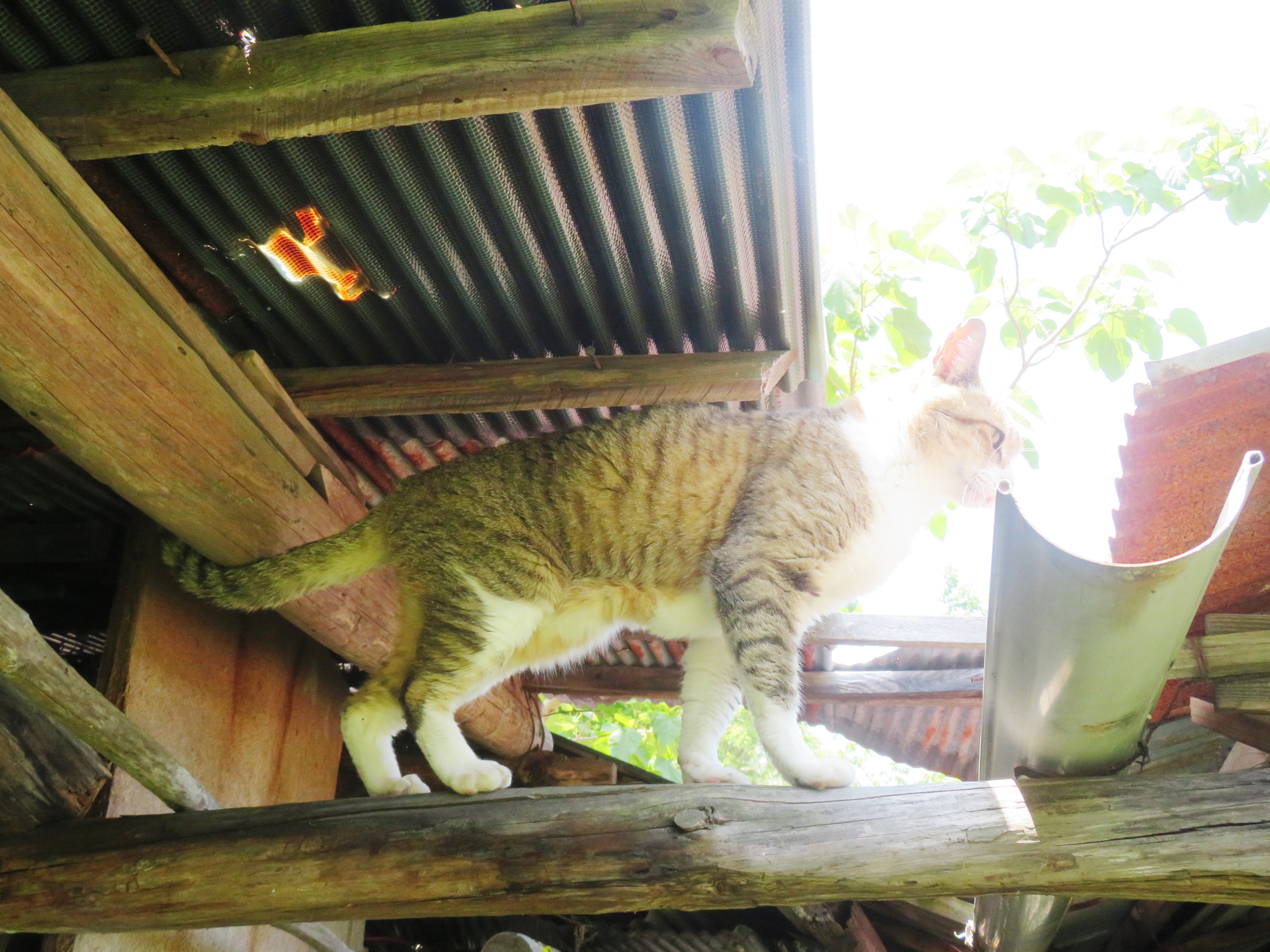 ねこ、風太 巡回