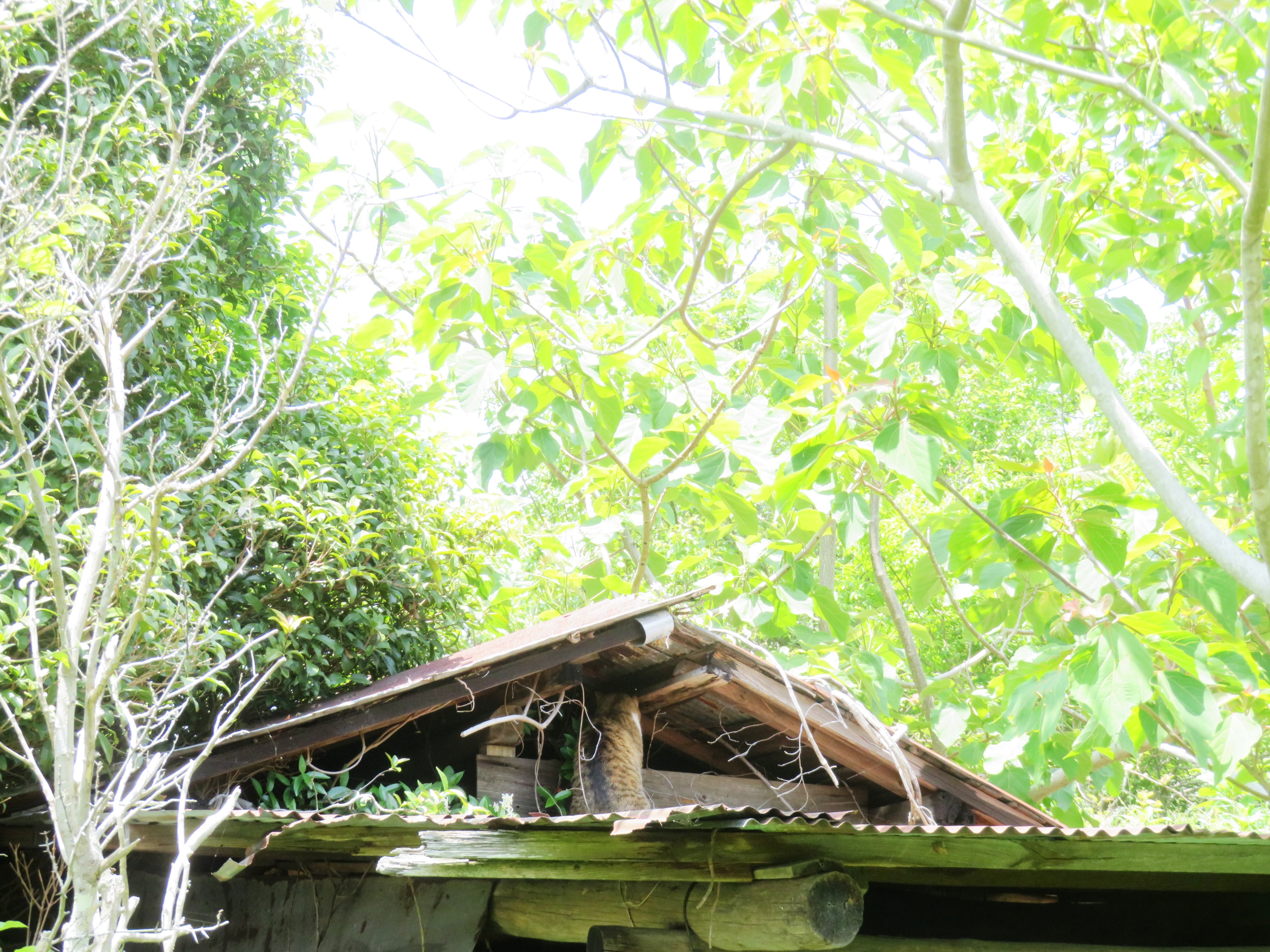 ねこ、風太　巡回