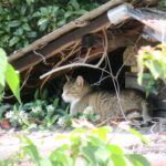 ねこ、風太　巡回