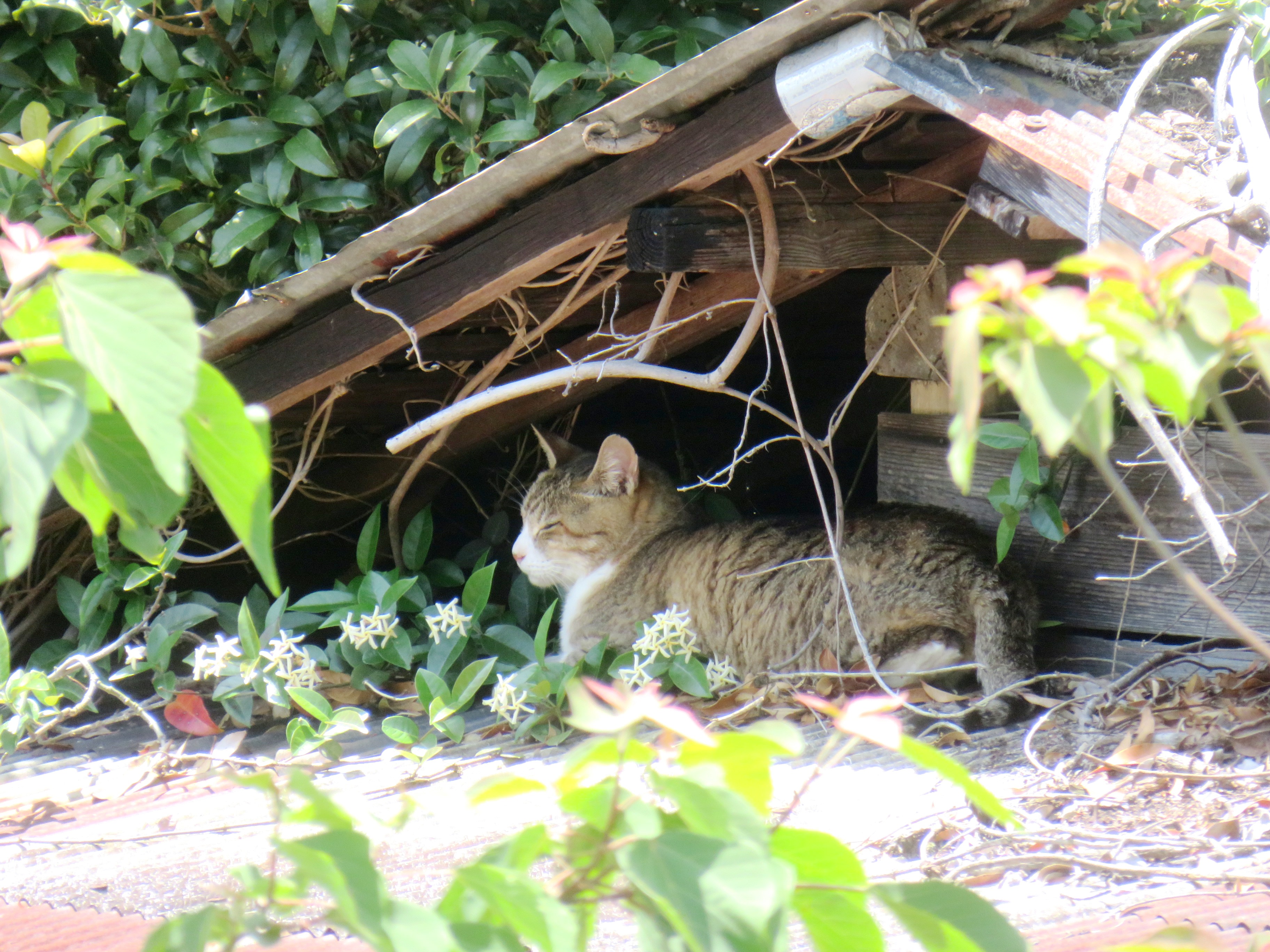ねこ、風太　巡回