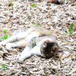 ねこ、風太　巡回
