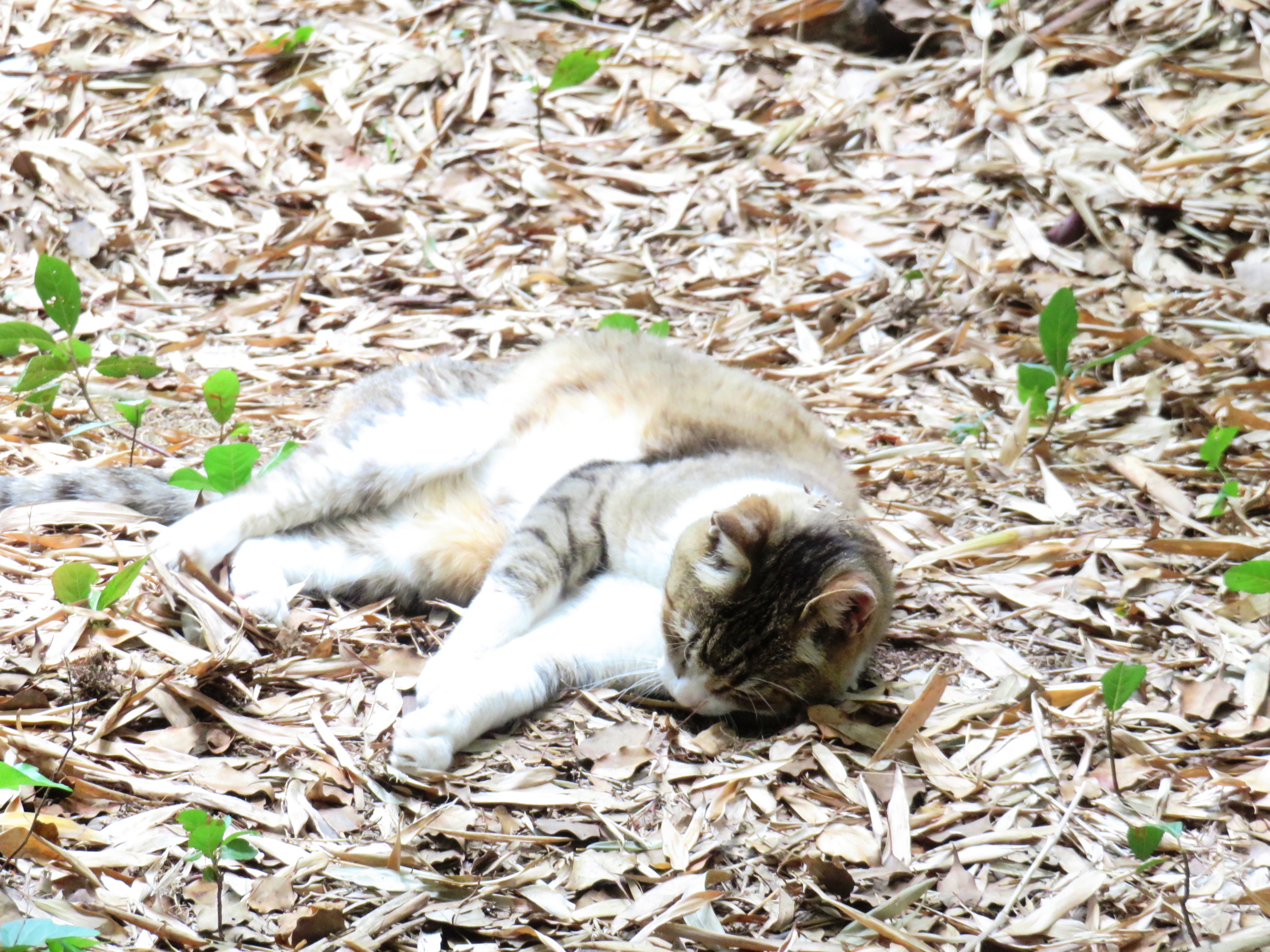 ねこ、風太 巡回