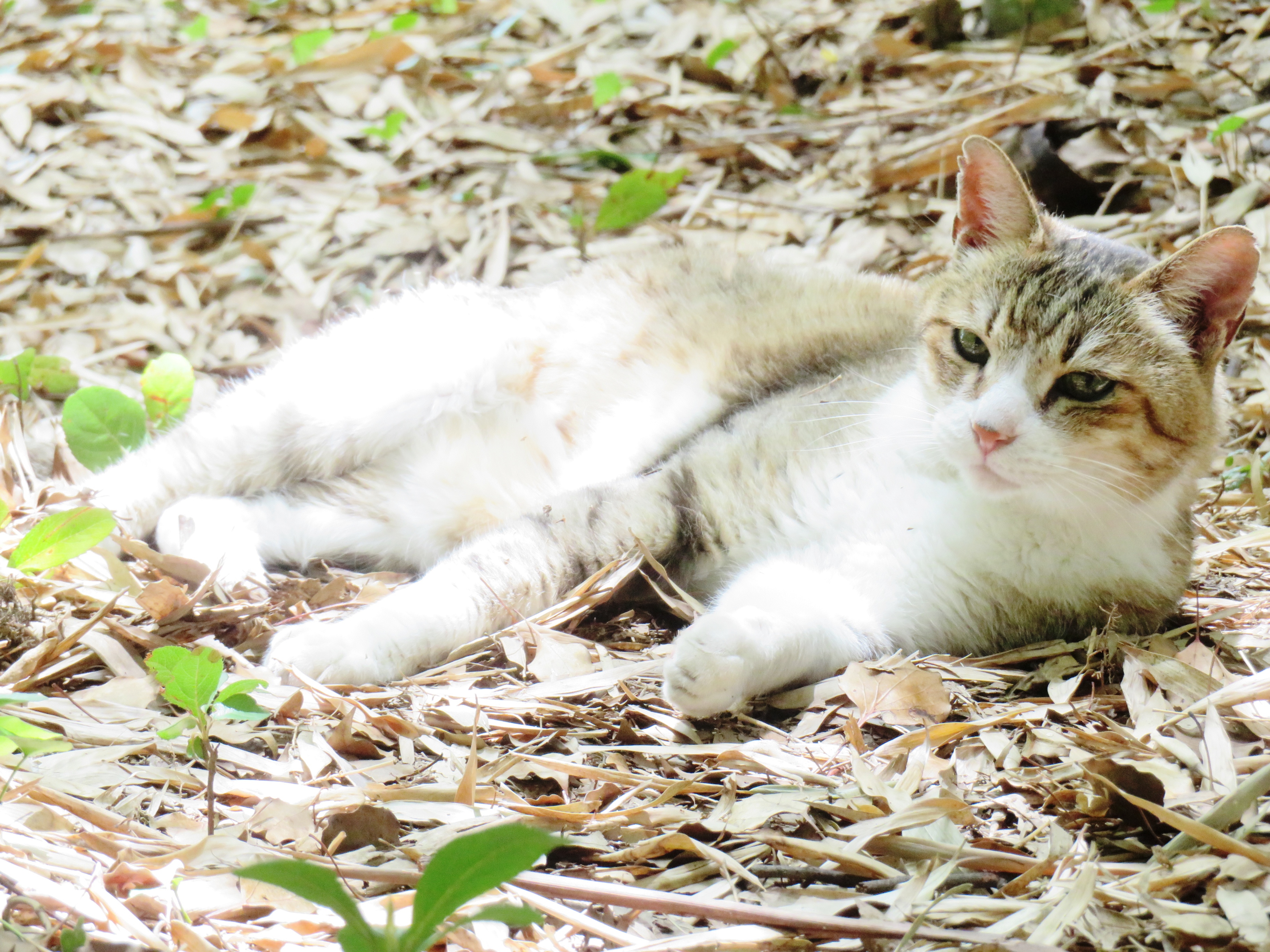 ねこ、風太 巡回