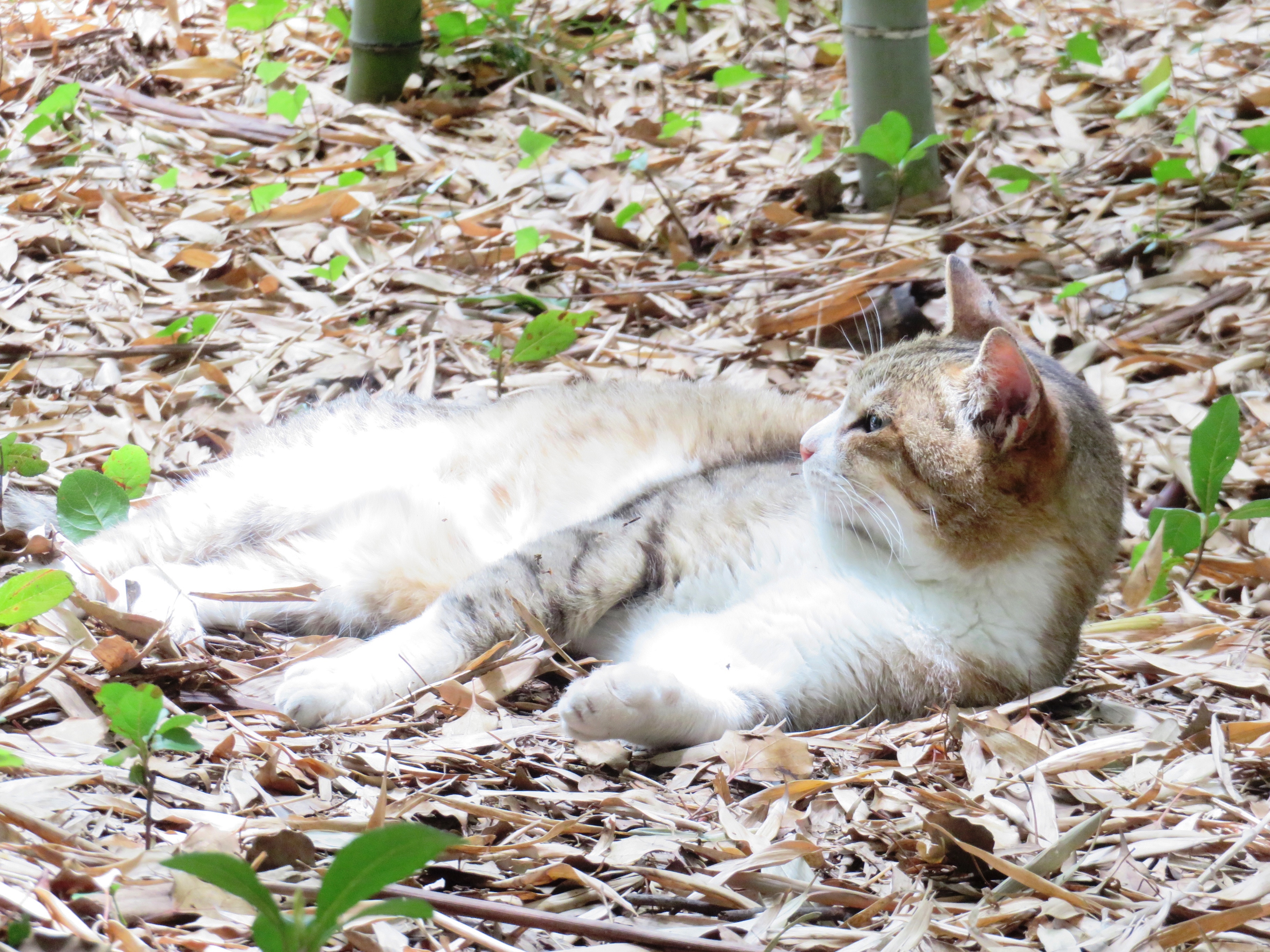 ねこ、風太 巡回
