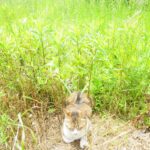 ねこ、風太　巡回