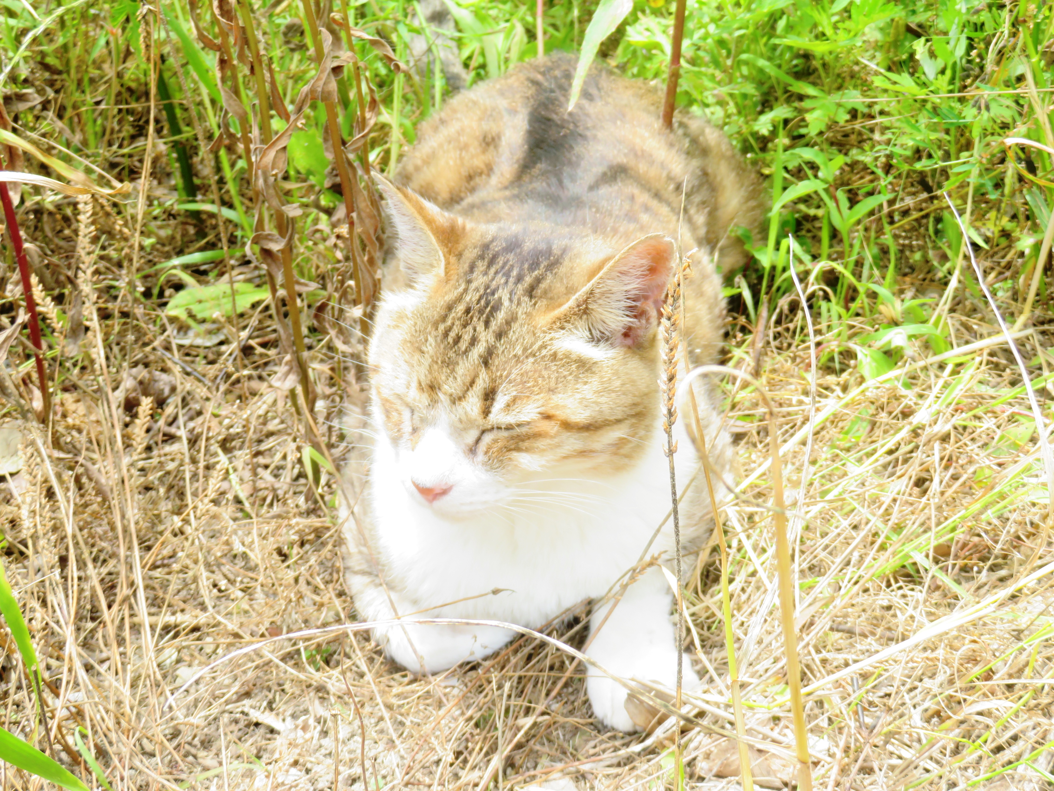ねこ、風太 巡回