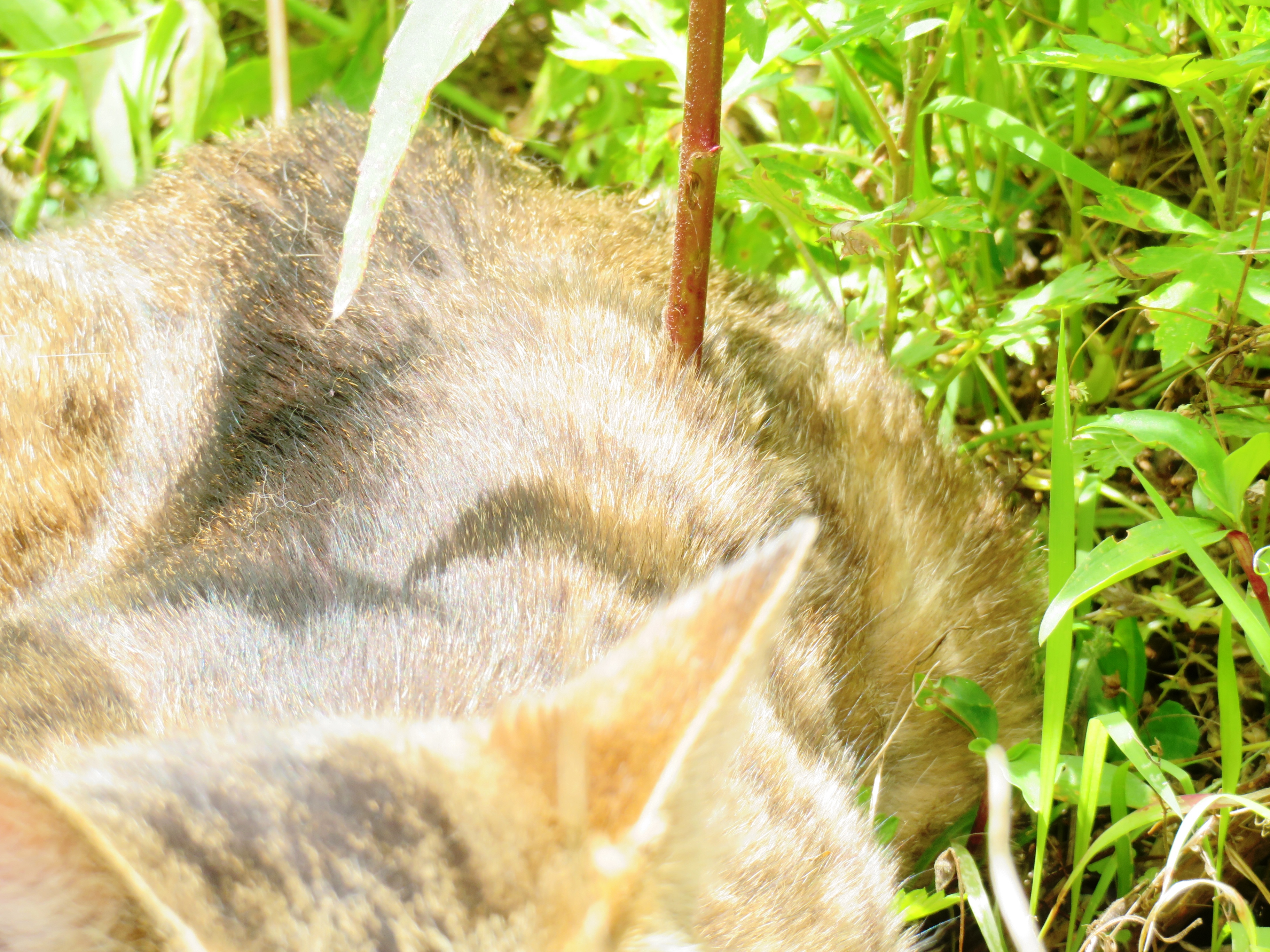 ねこ、風太 巡回