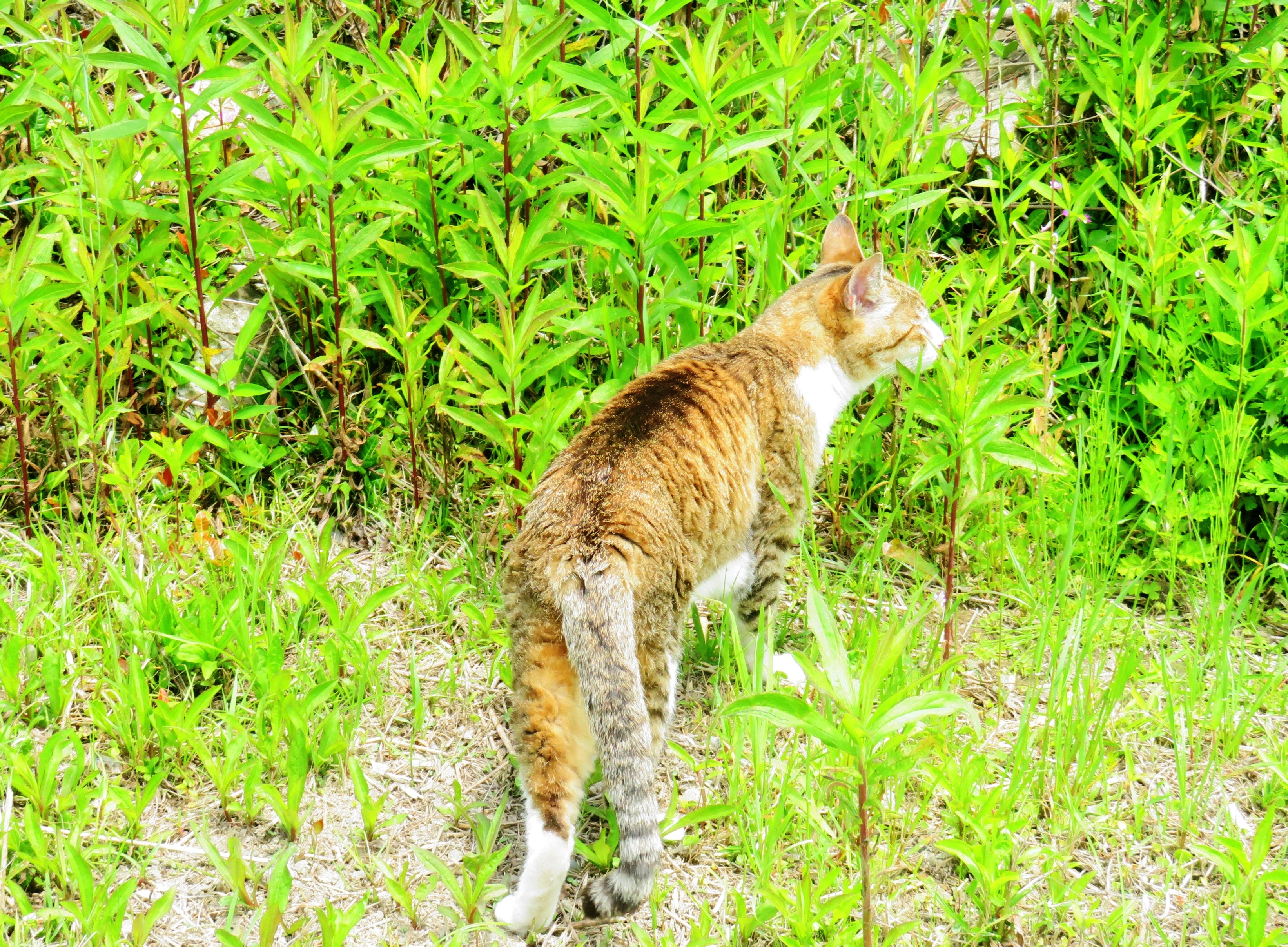 ねこ、風太 巡回