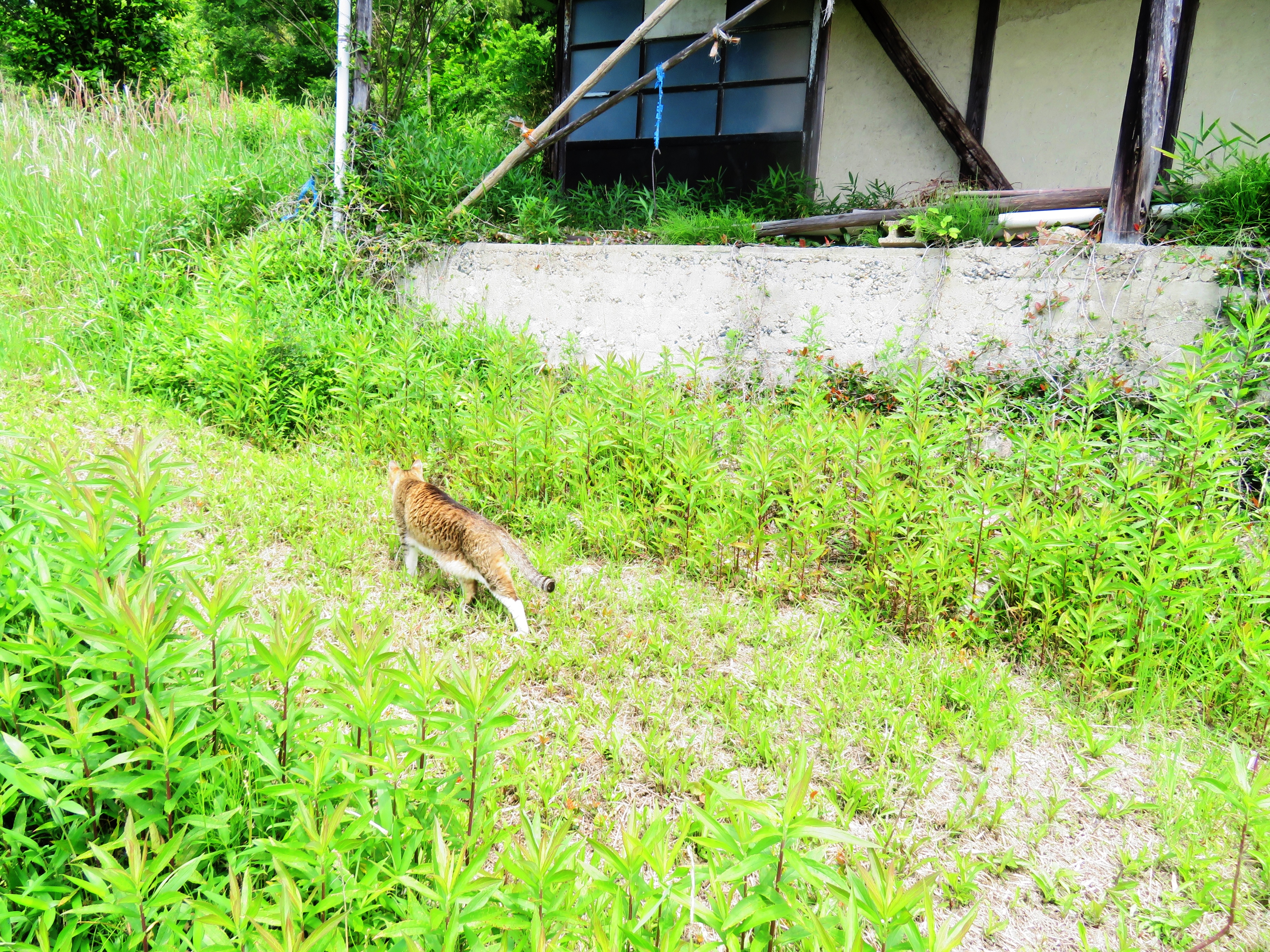 ねこ、風太 巡回