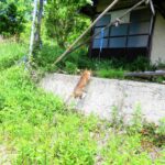 ねこ、風太　巡回
