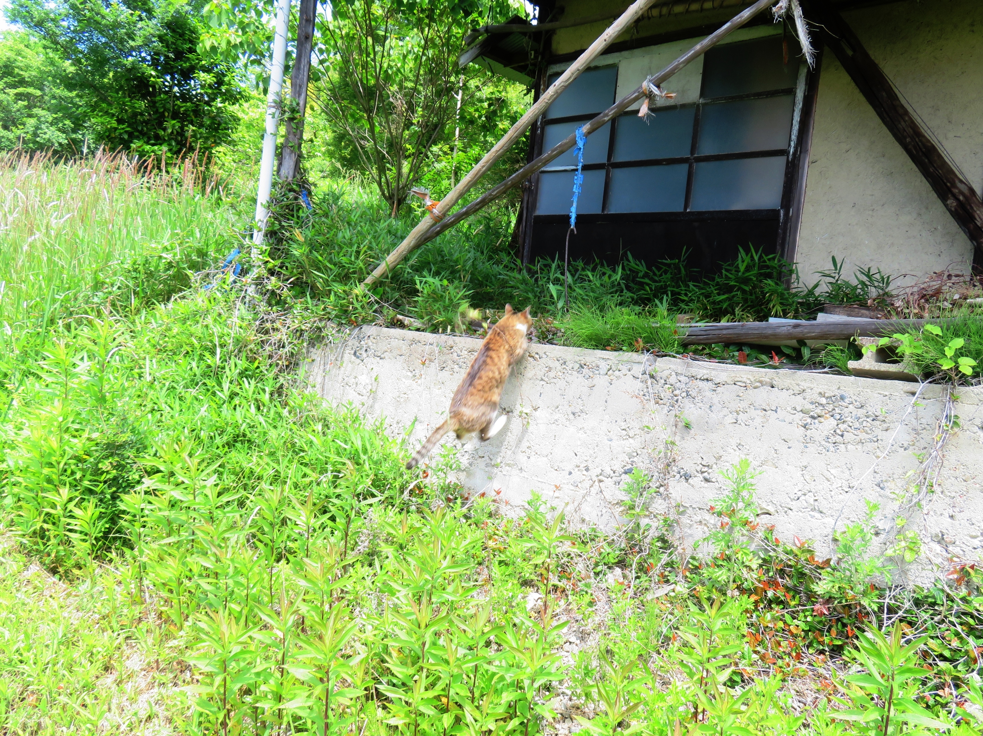 ねこ、風太 巡回