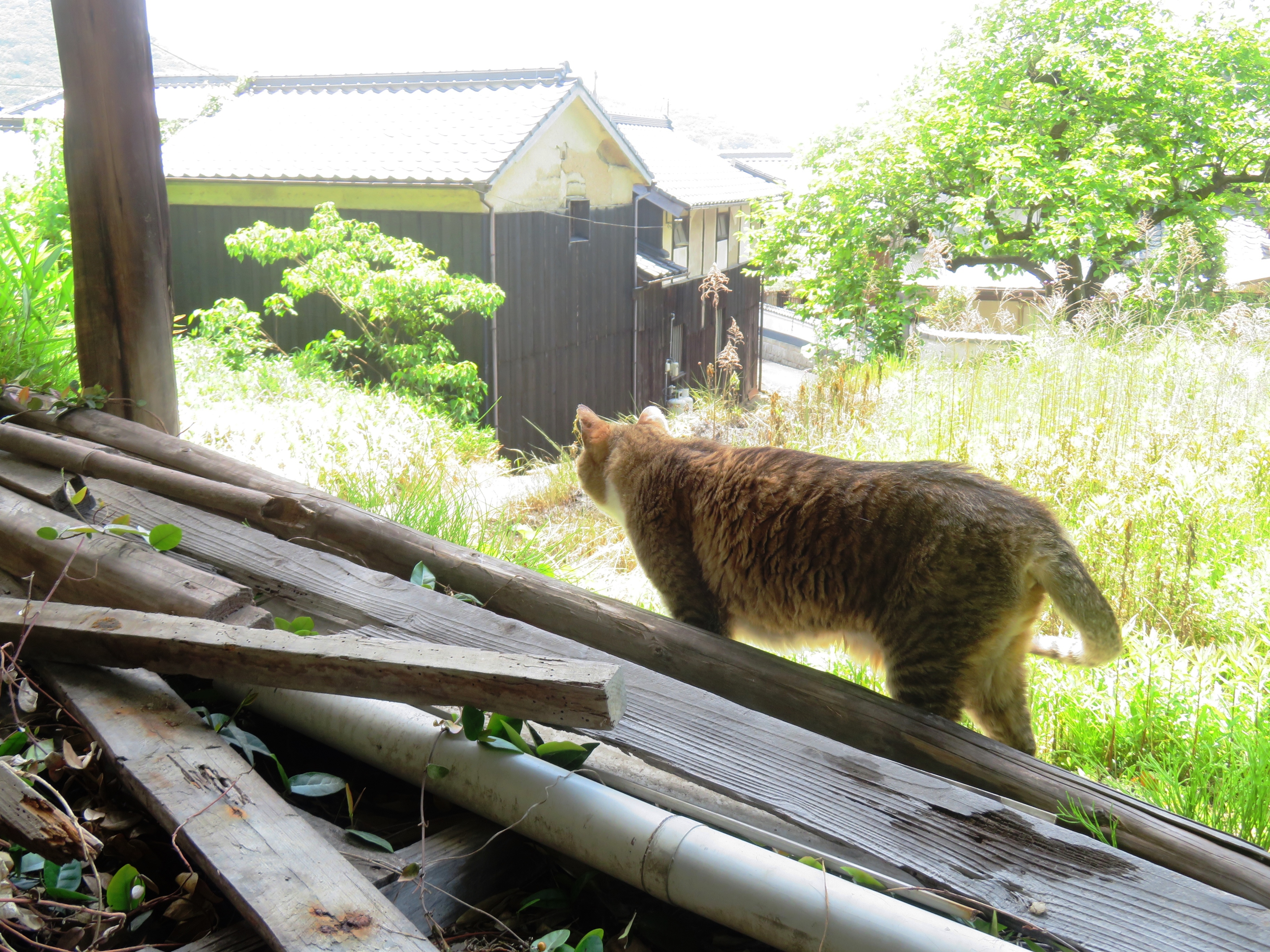 ねこ、風太 巡回