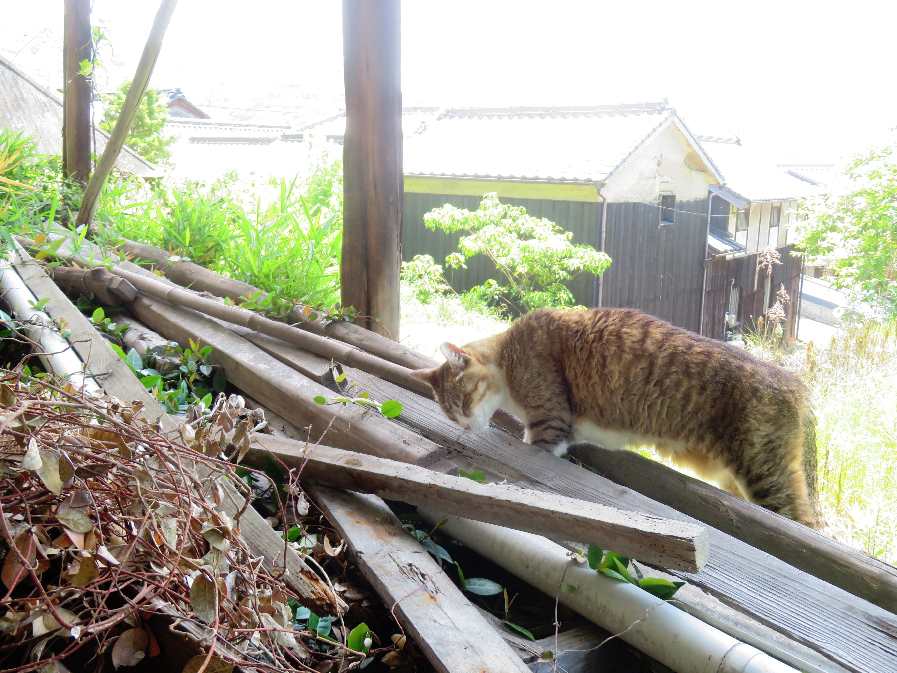 ねこ、風太 巡回