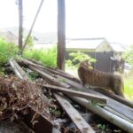ねこ、風太　巡回