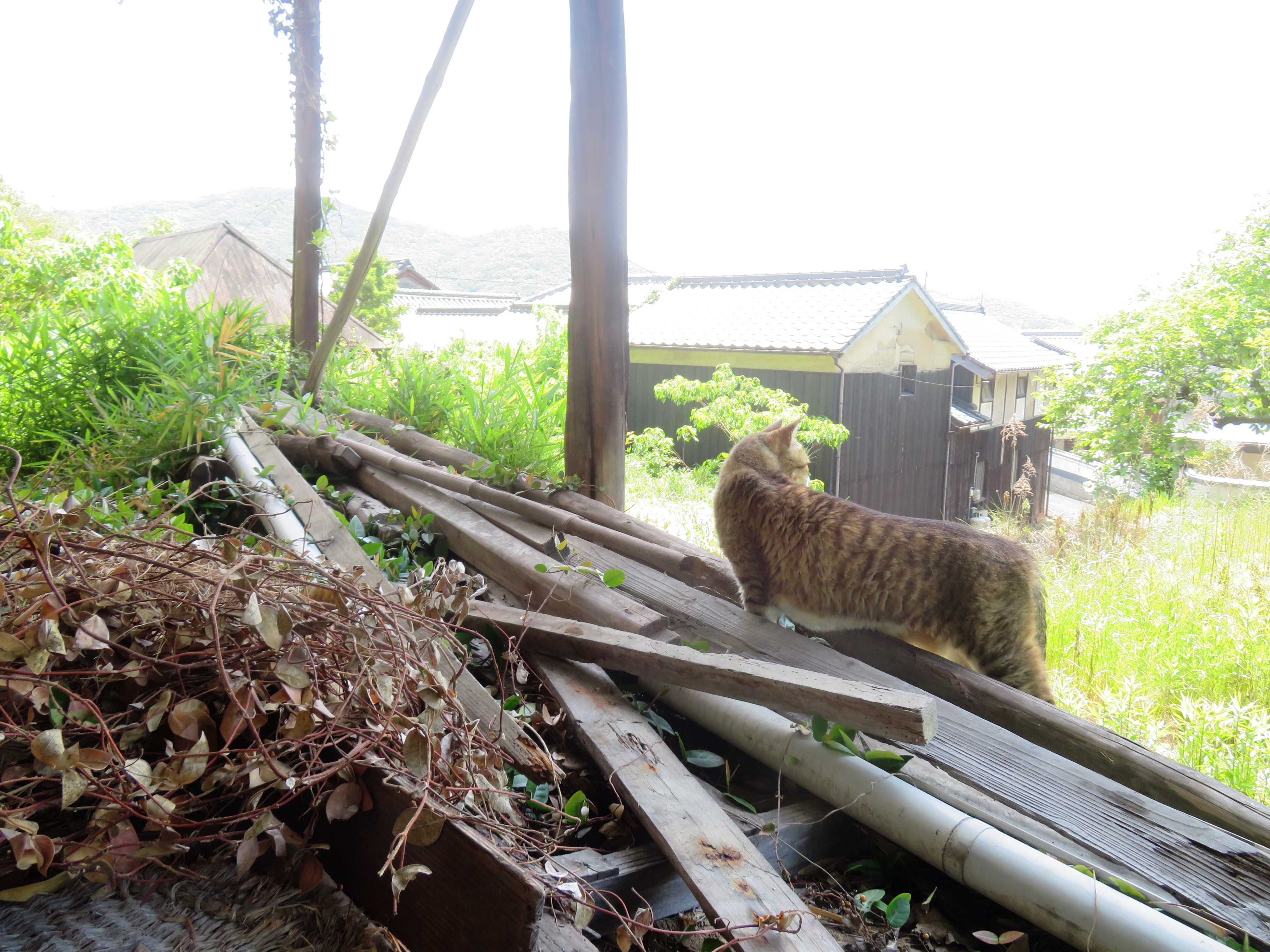 ねこ、風太 巡回