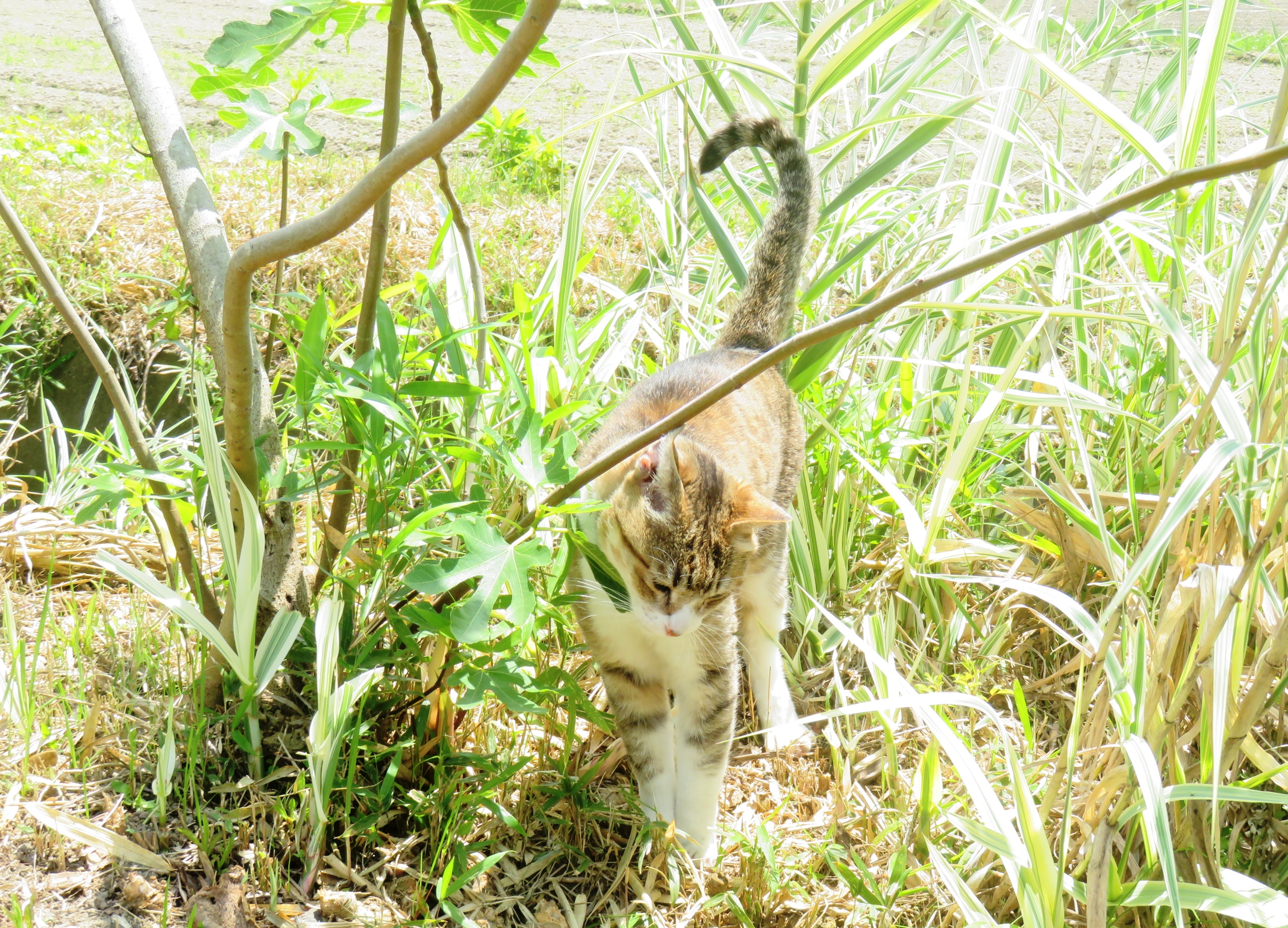 ねこ、風太 巡回