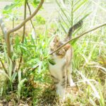 ねこ、風太　巡回