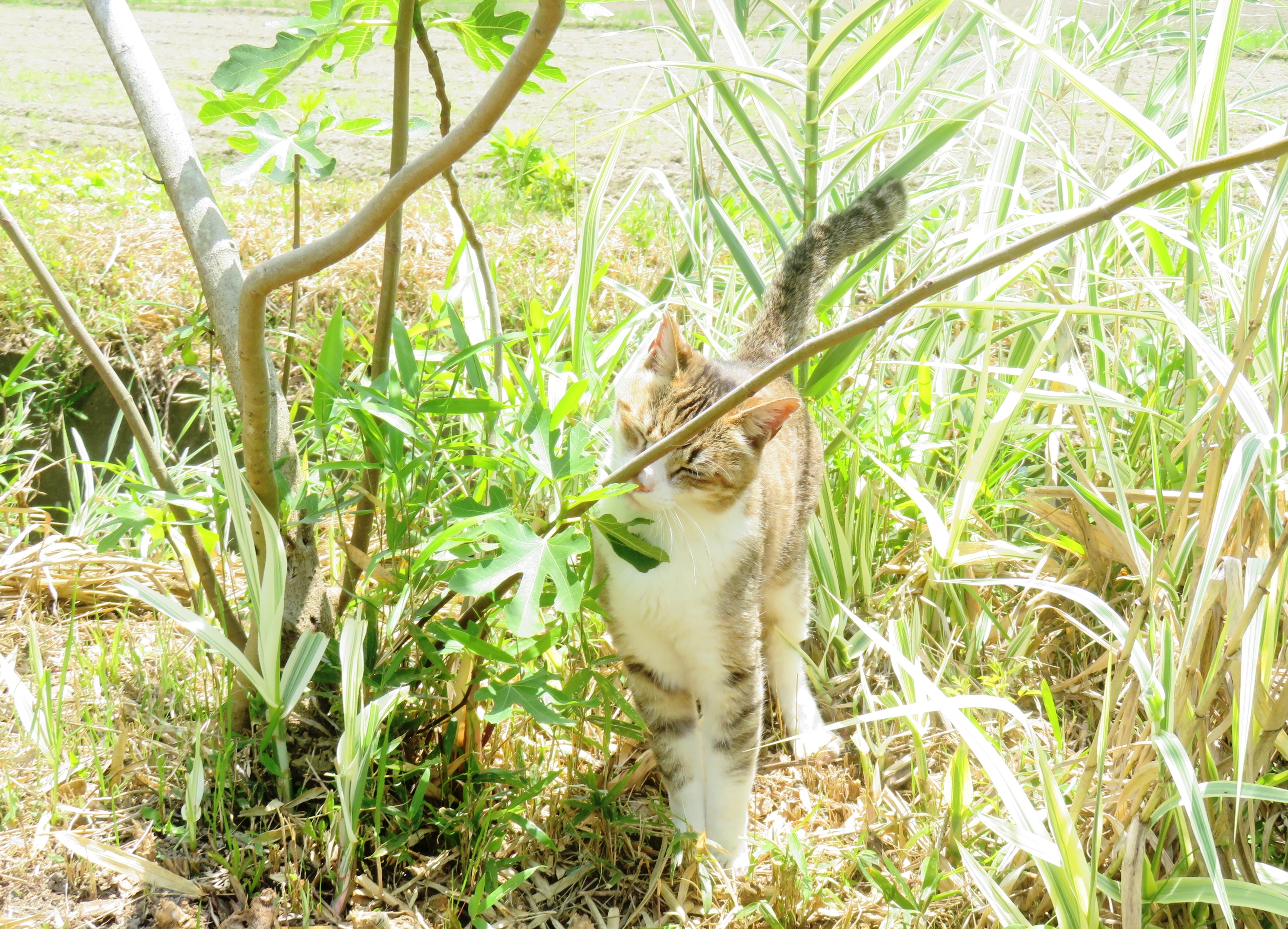ねこ、風太 巡回
