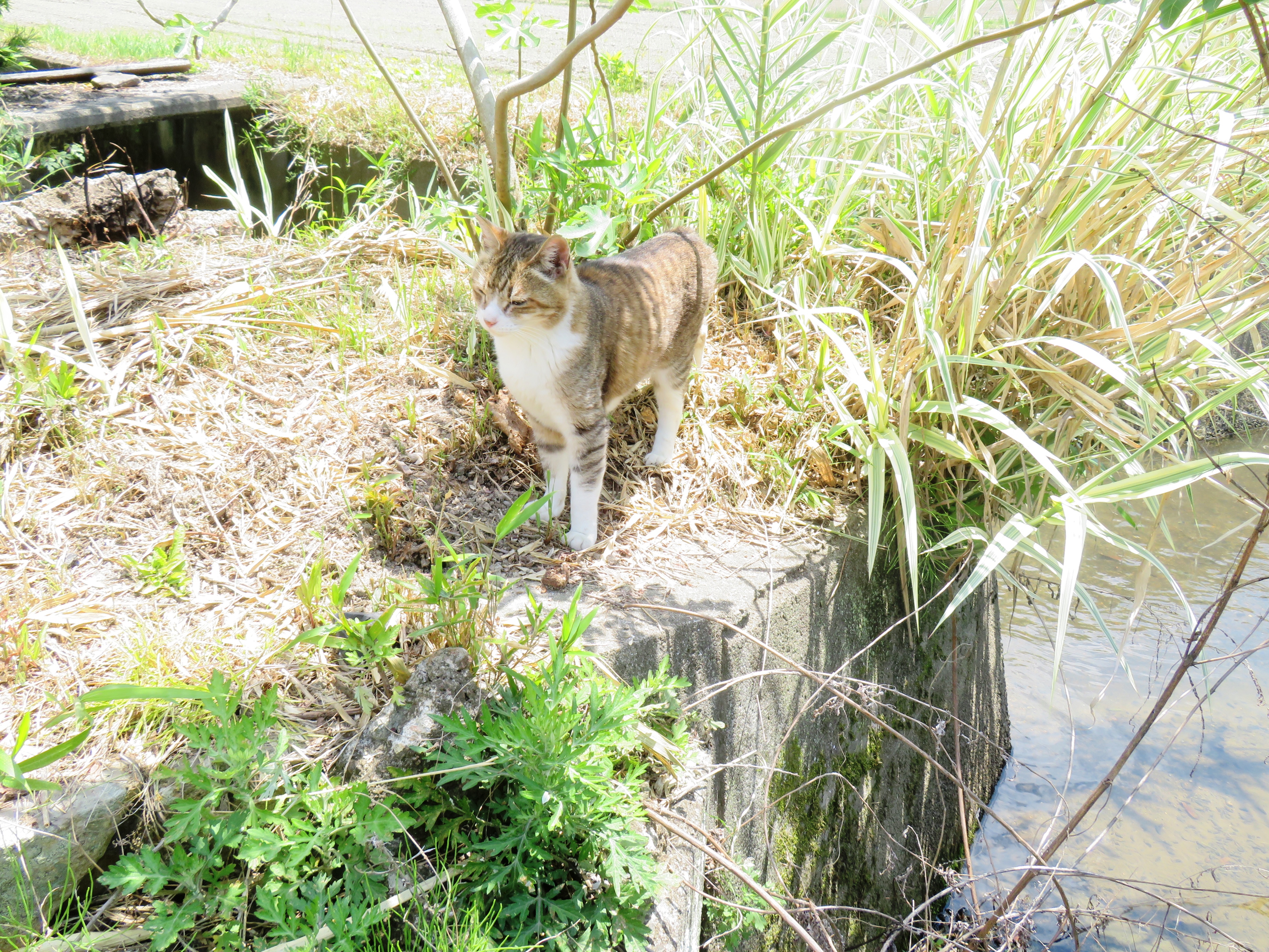ねこ、風太 巡回