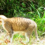 ねこ、風太　巡回