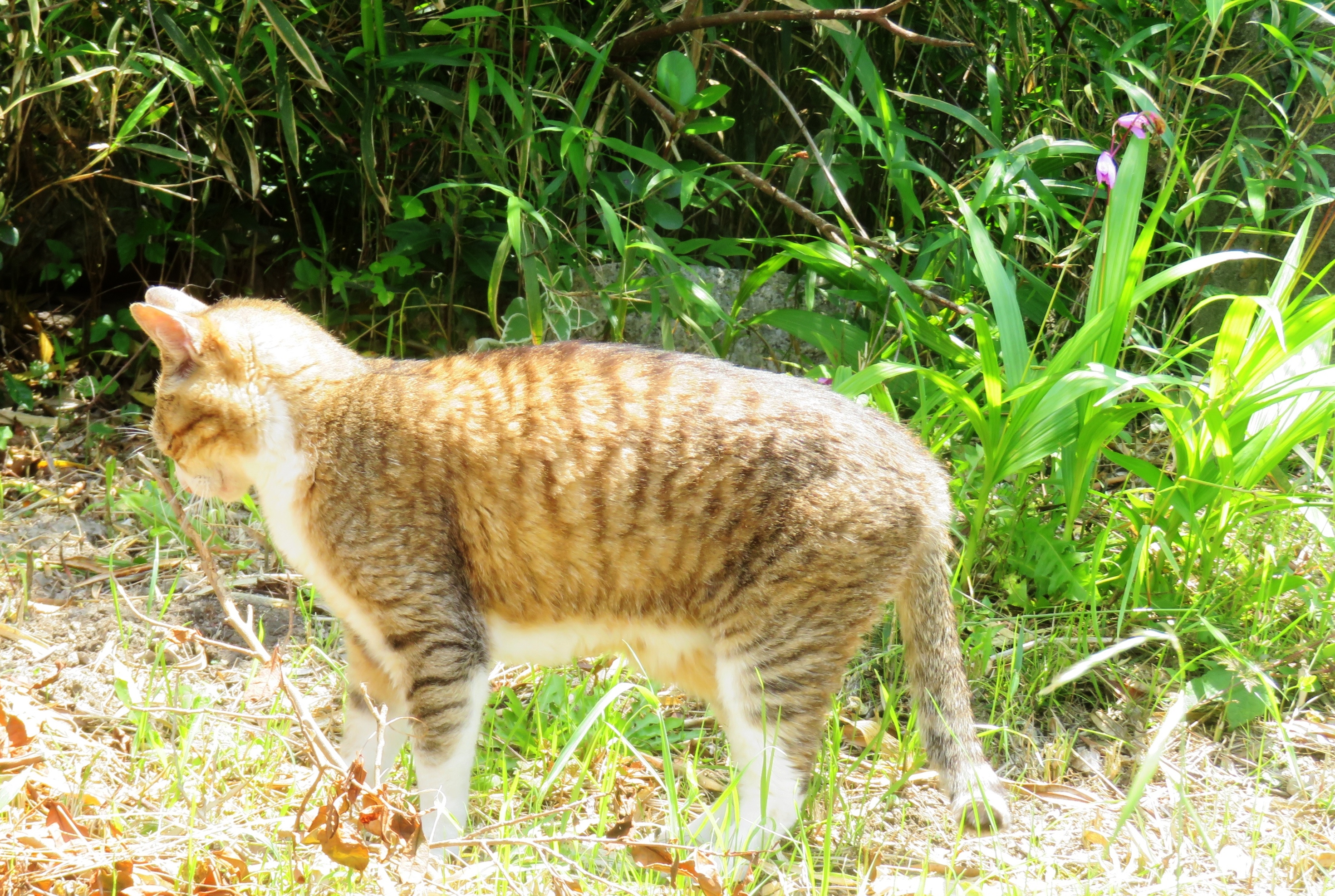 ねこ、風太 巡回