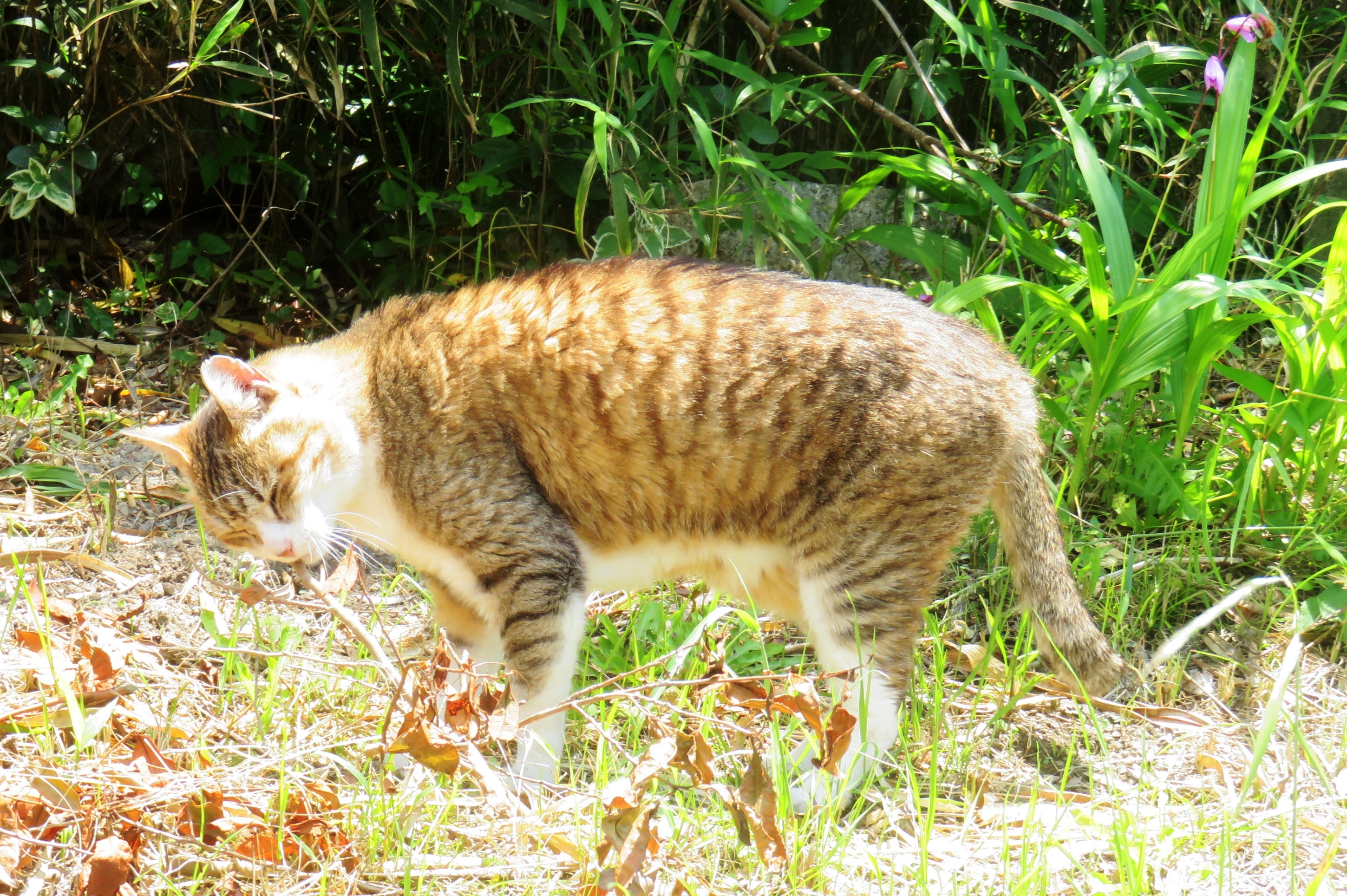ねこ、風太 巡回