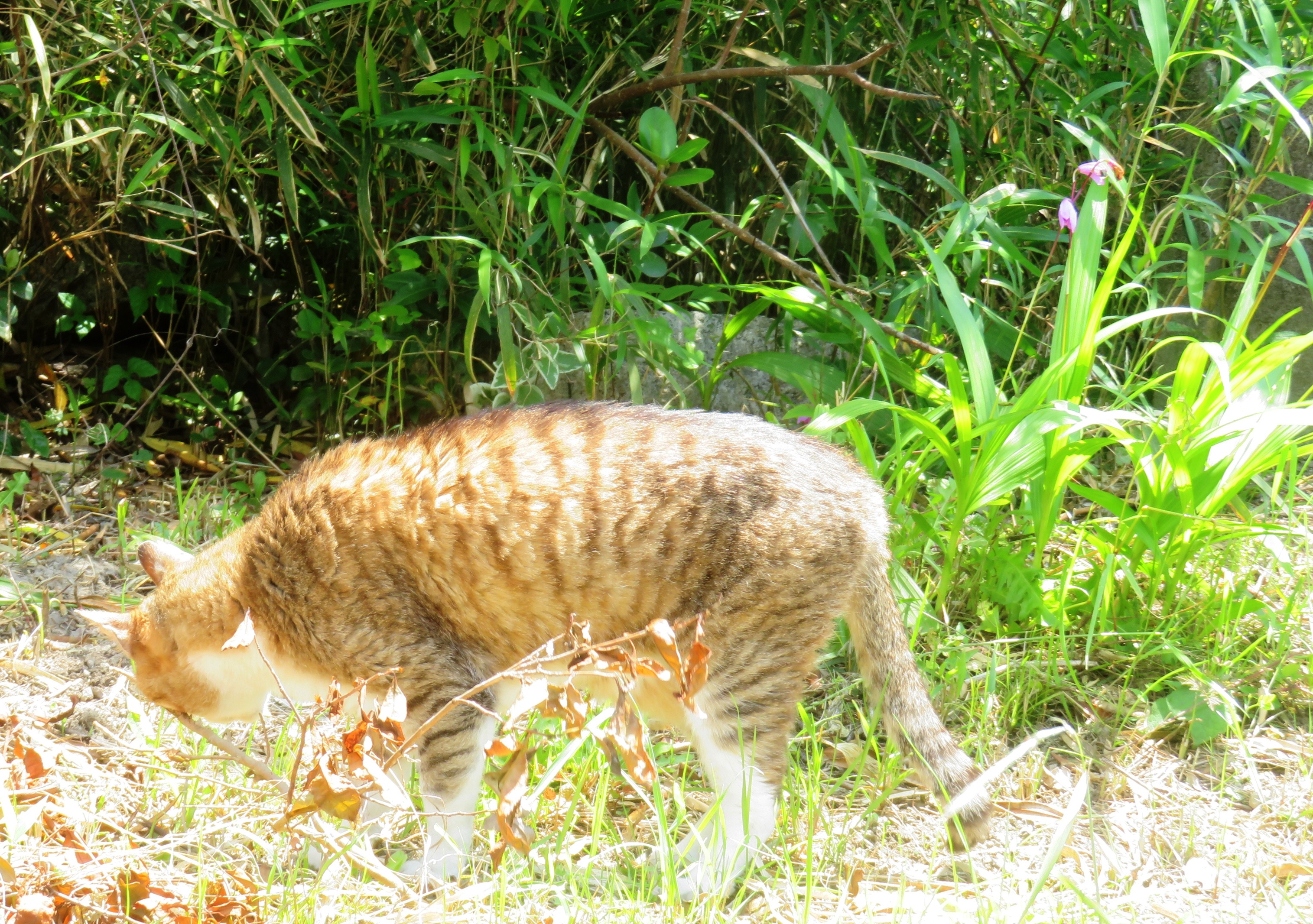 ねこ、風太 巡回