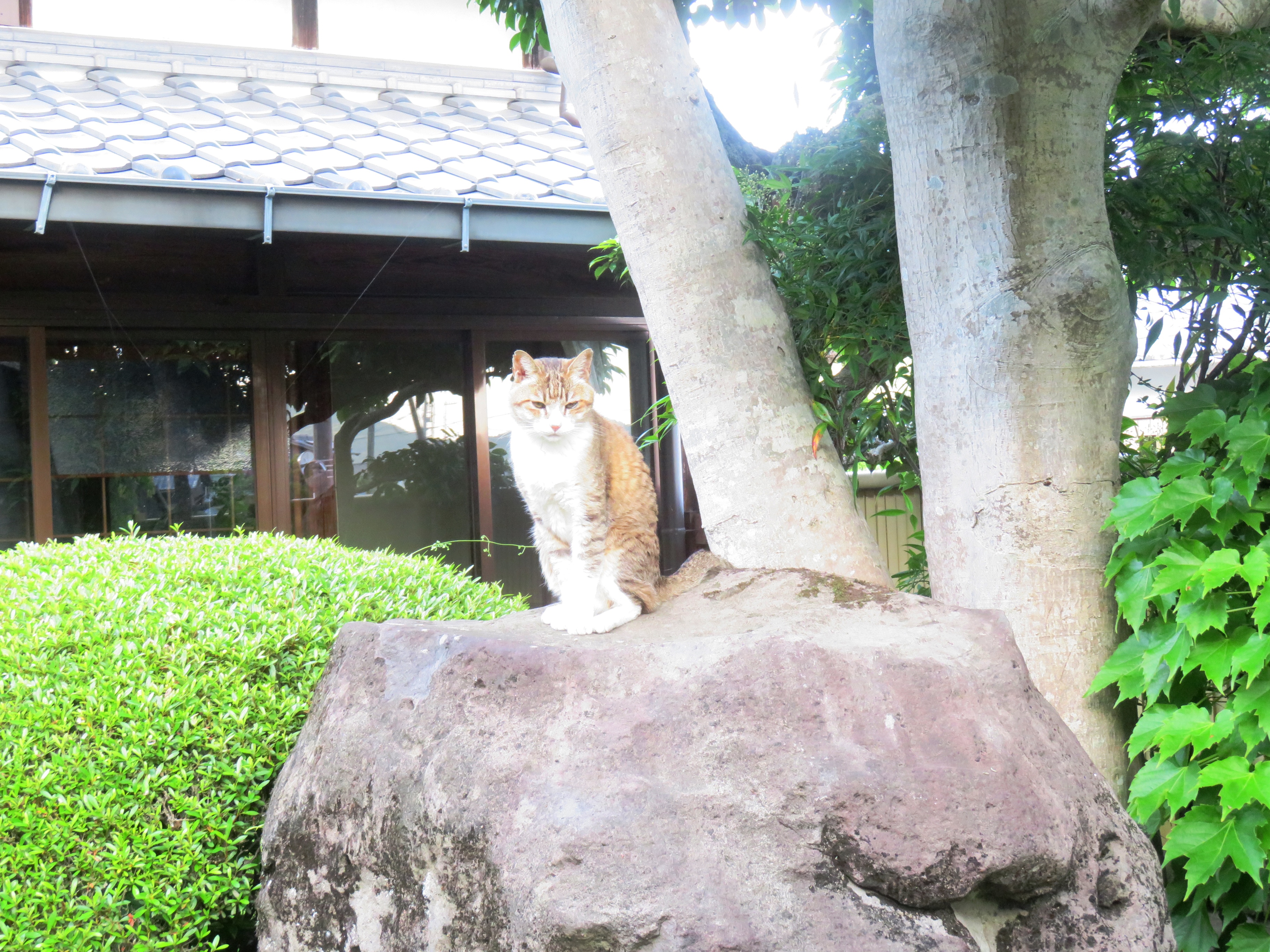 ねこ、風太 巡回