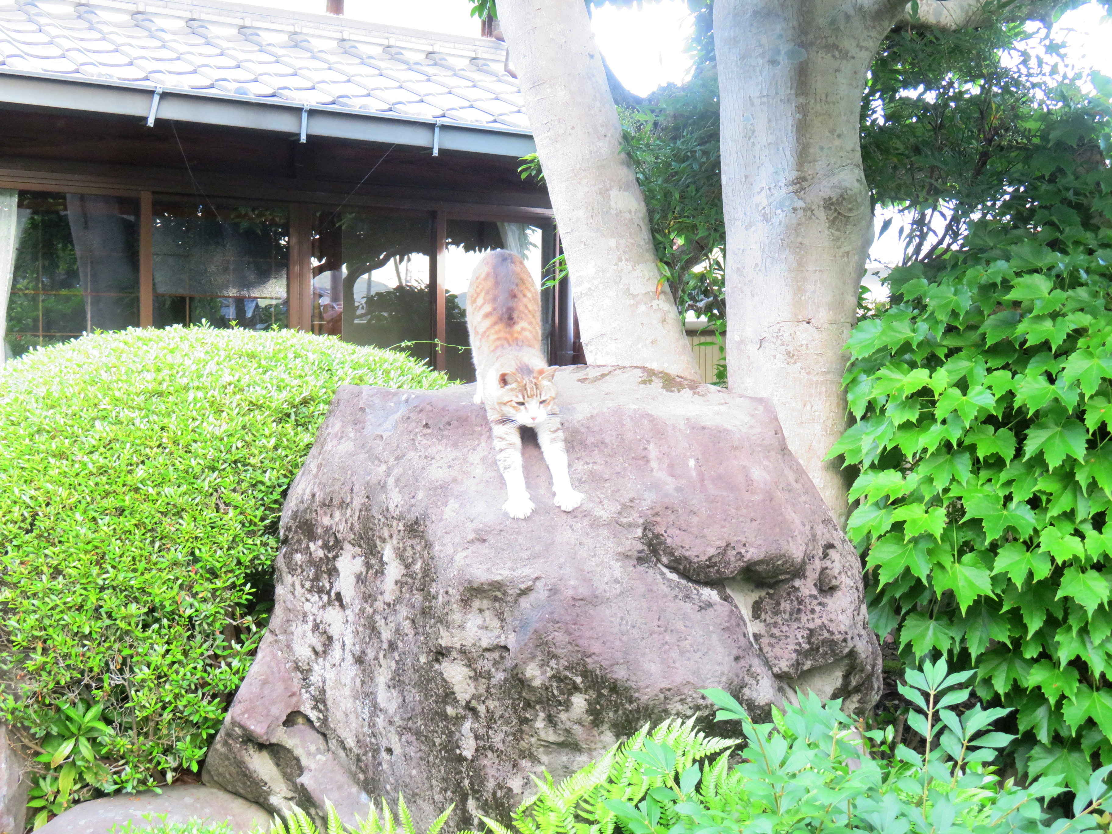 ねこ、風太 巡回