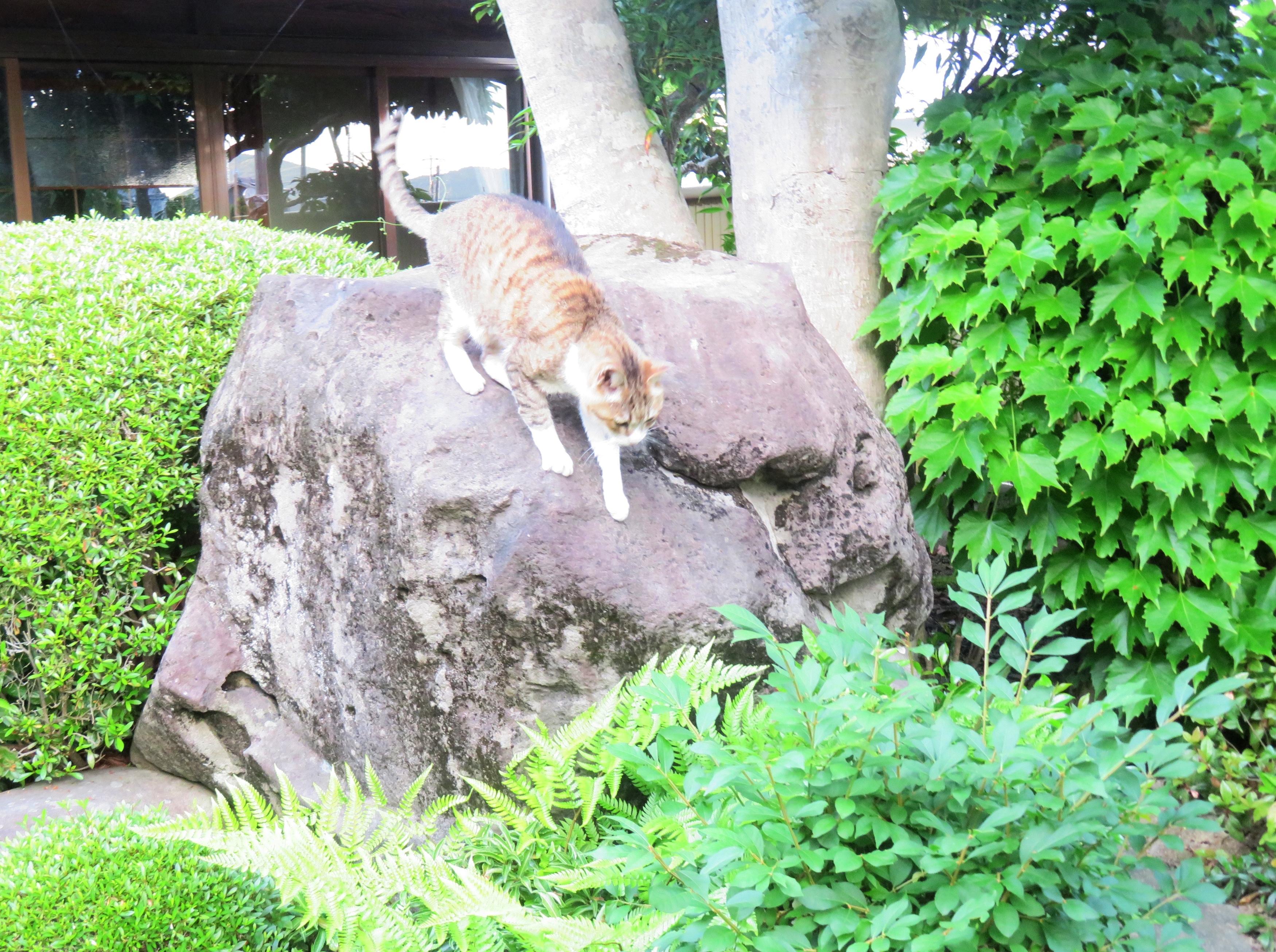 ねこ、風太 巡回