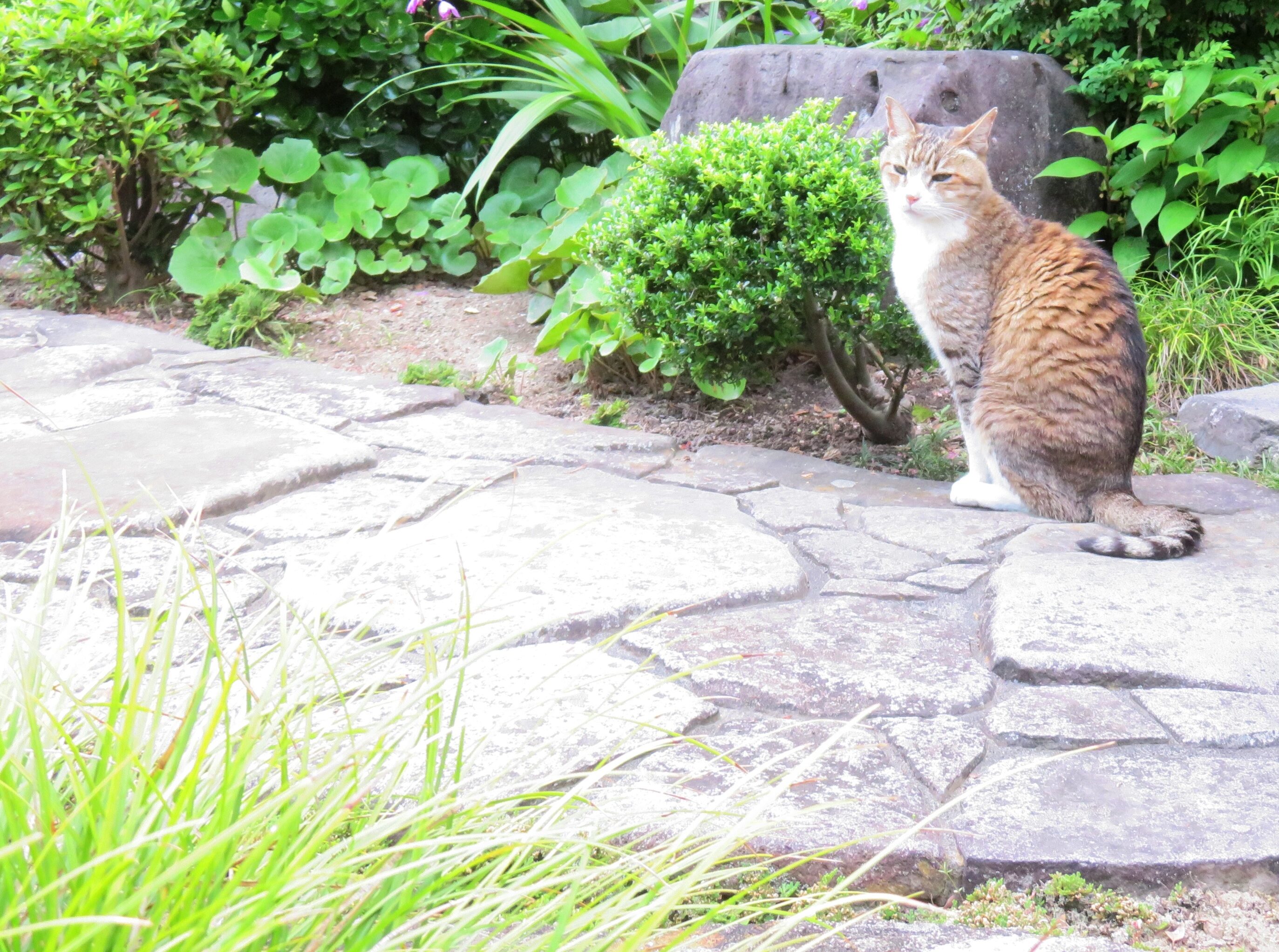 ねこ、風太 巡回