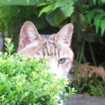 ねこ、風太　巡回