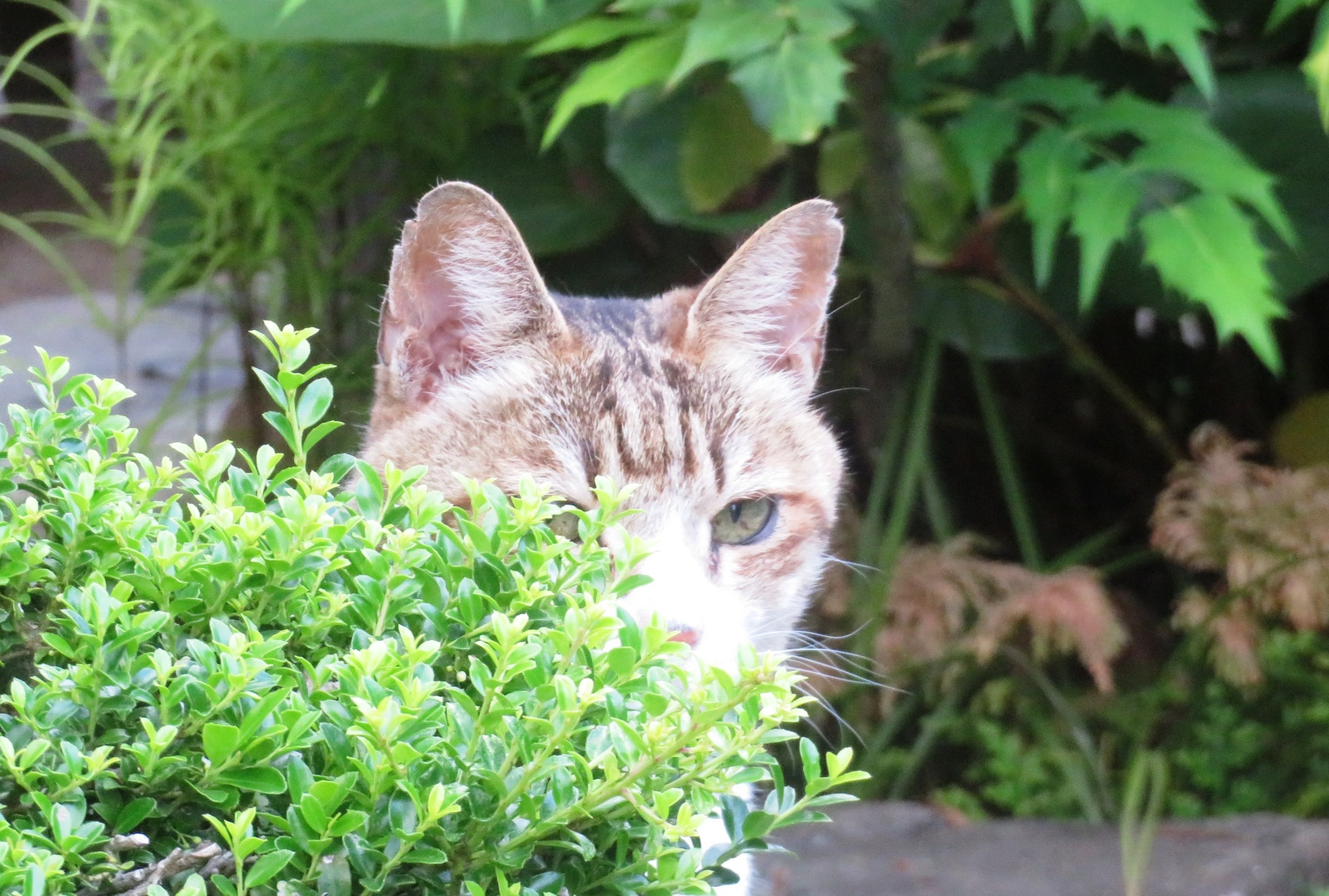 ねこ、風太 巡回