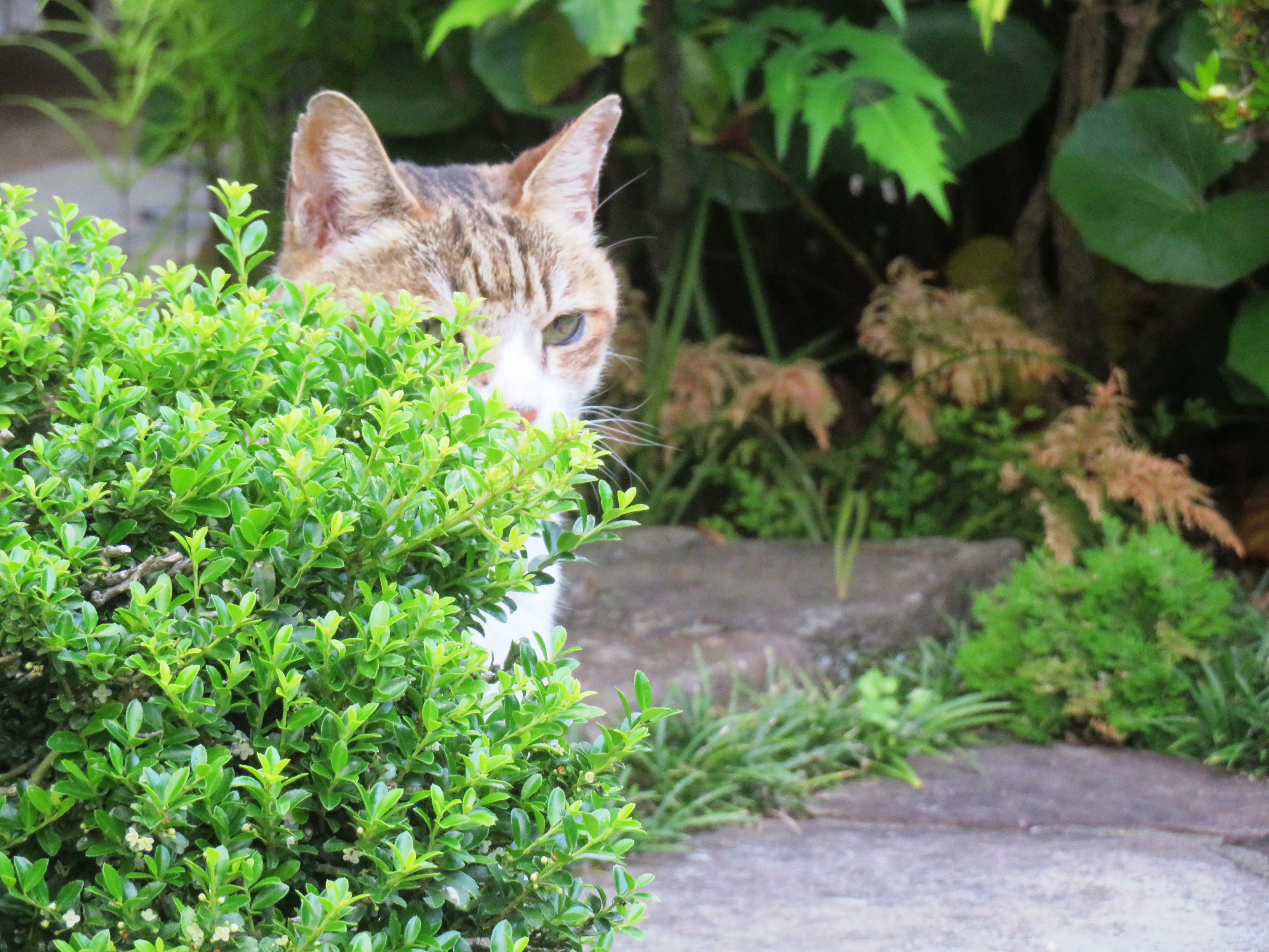 ねこ、風太 巡回