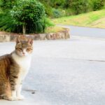 ねこ、風太　巡回