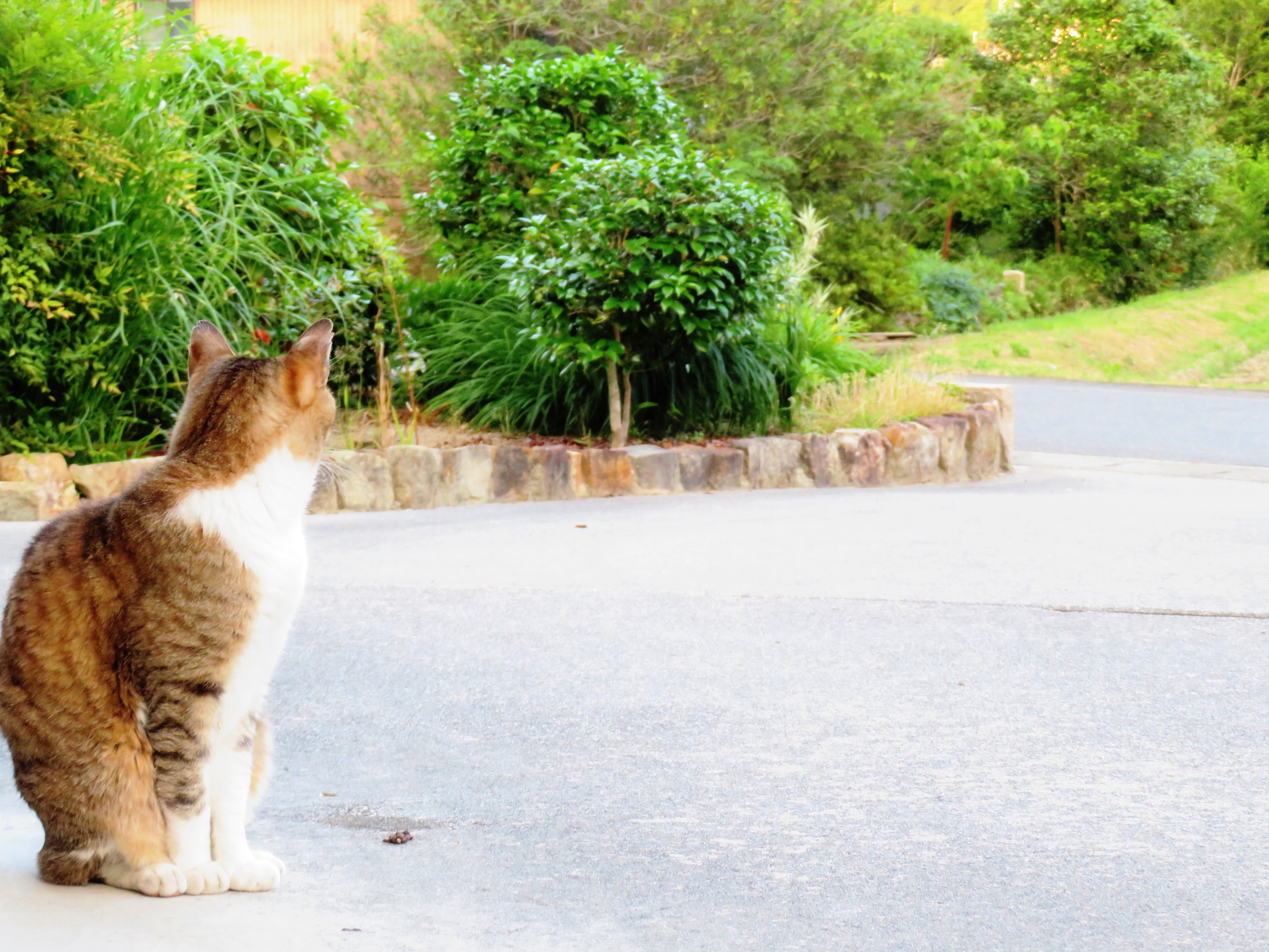 ねこ、風太 巡回