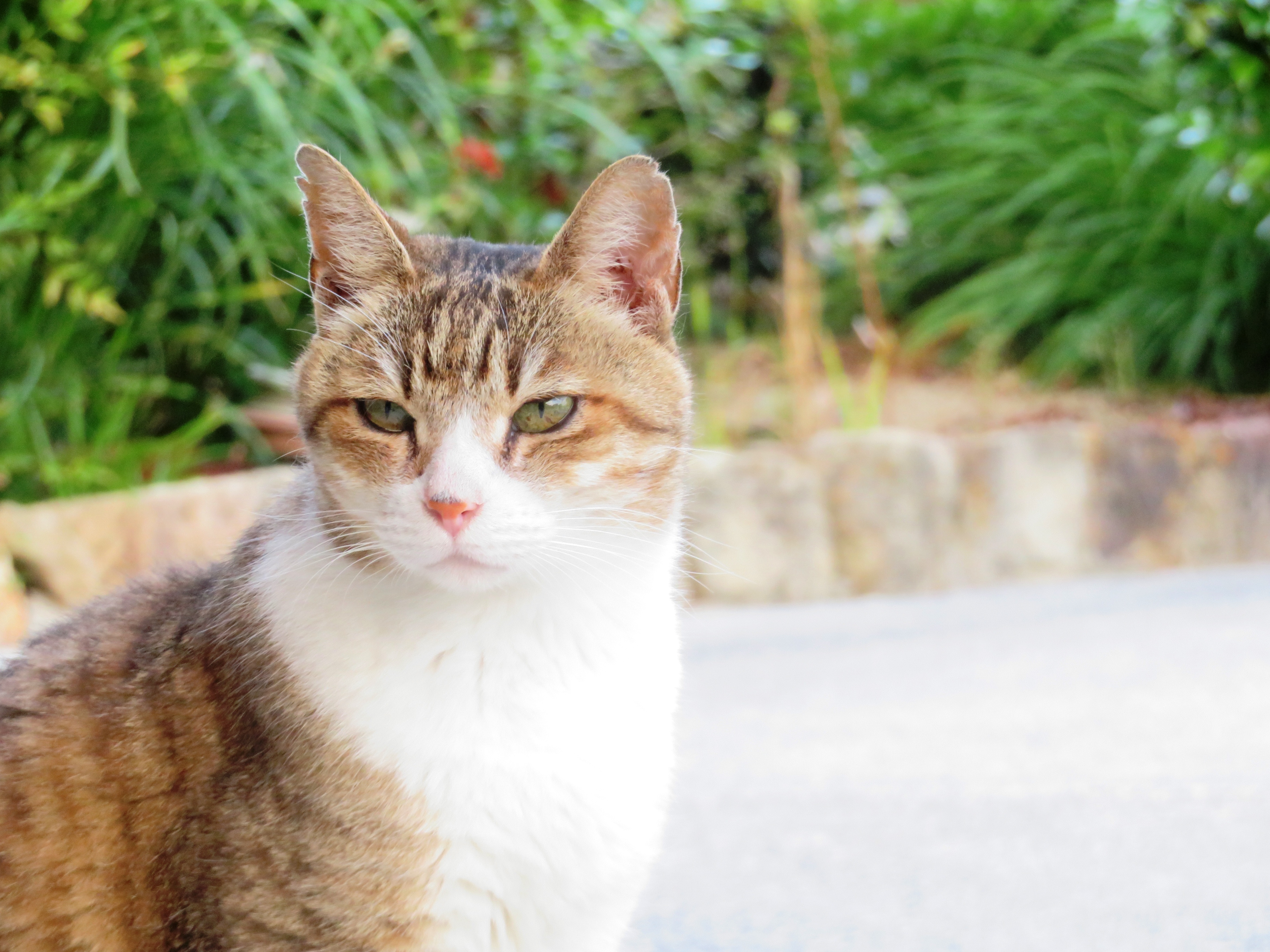 ねこ、風太 巡回