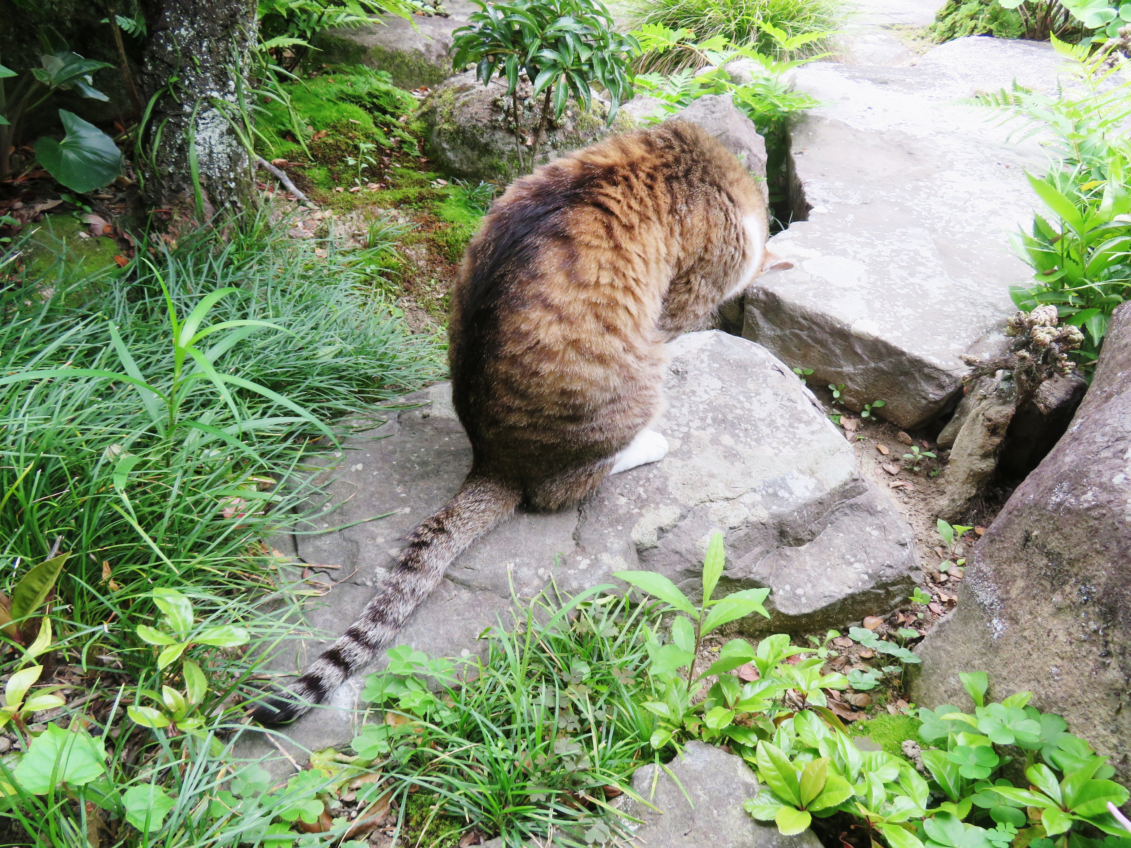 ねこ、風太　巡回